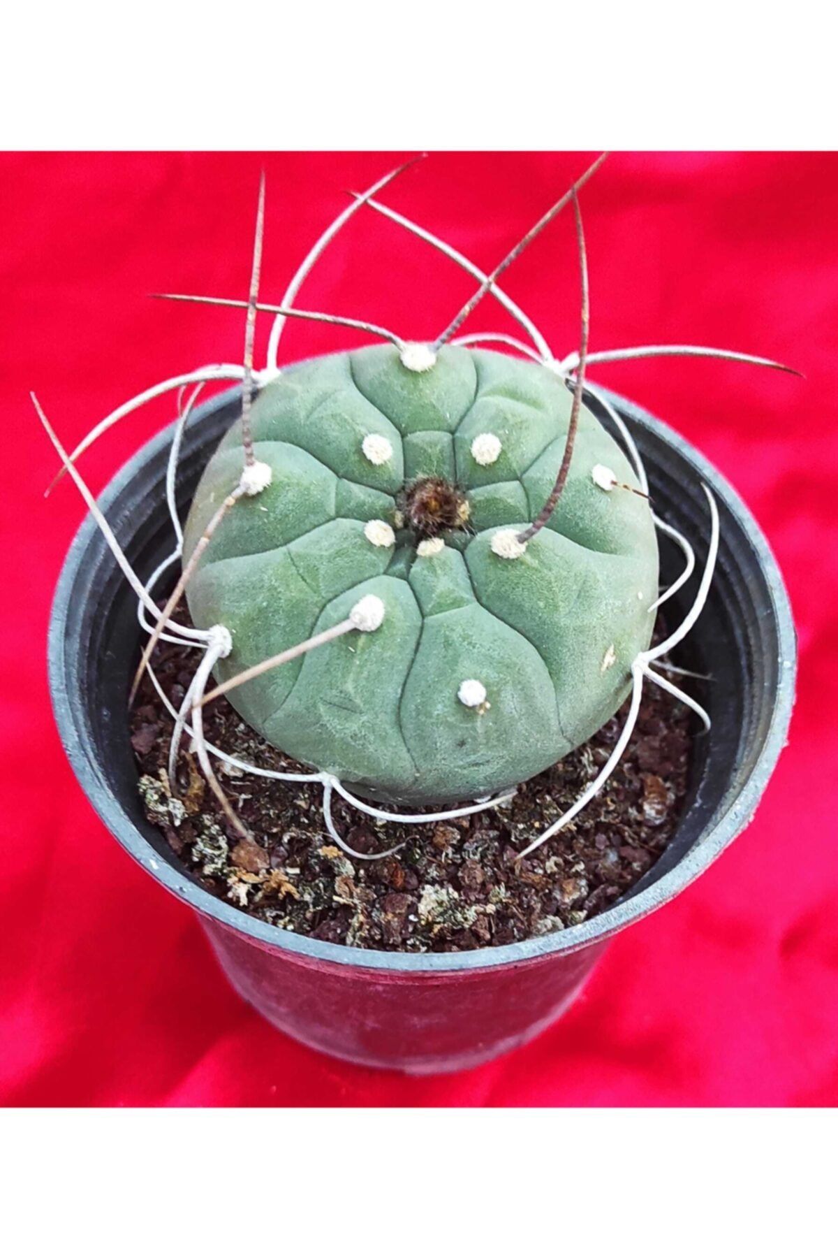 Pagoda Matucana Madisoniorum 8.5 cm Saksı Kaktüs  ref 21a/z65