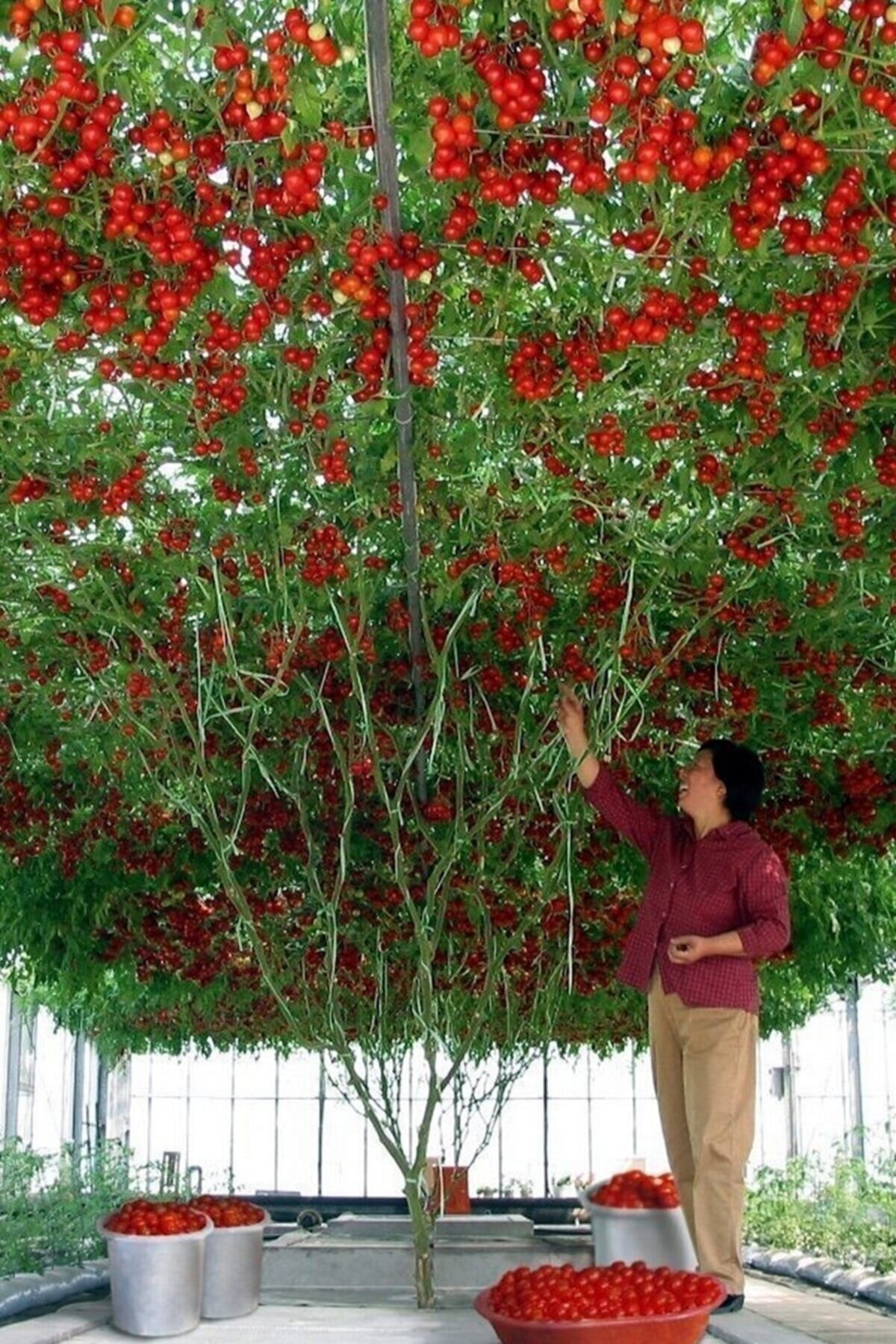 RAÇAM BOTANİK Nadir Italyan Domates Ağacı Tohumu Domates Tohumu 50 Tohum