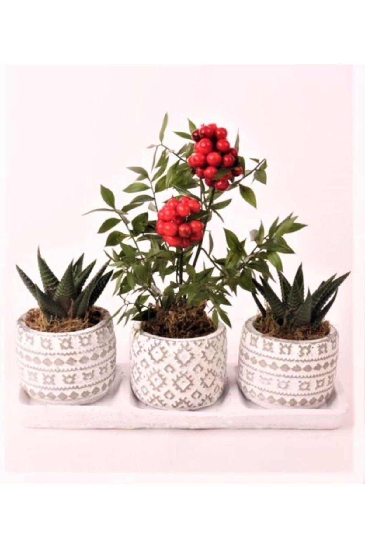 OPİA FLOWERS Kokina Ve Haworthia Limifolia - Beton Saksıda Canlı Çiçek
