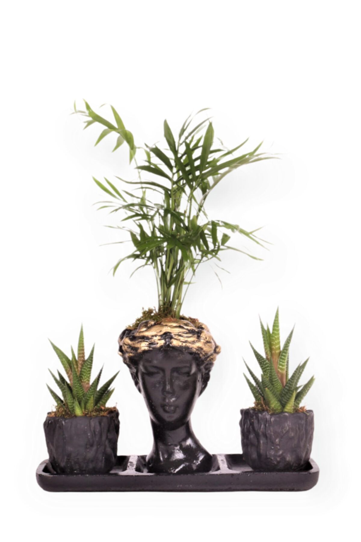 OPİA FLOWERS Chamadorea Ve Haworthia Limifolia - Beton Helen Saksıda Canlı Çiçek