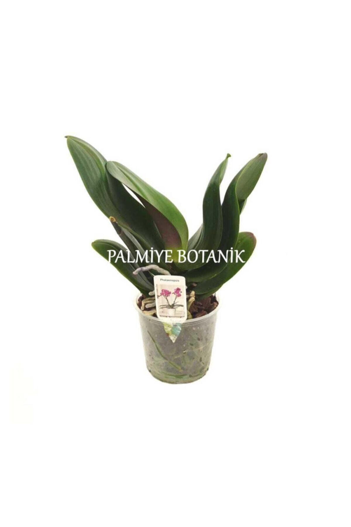 KUTUKUTUCİCEK Çiçeksiz Orkide Fidesi (12 CM SAKSIDA)