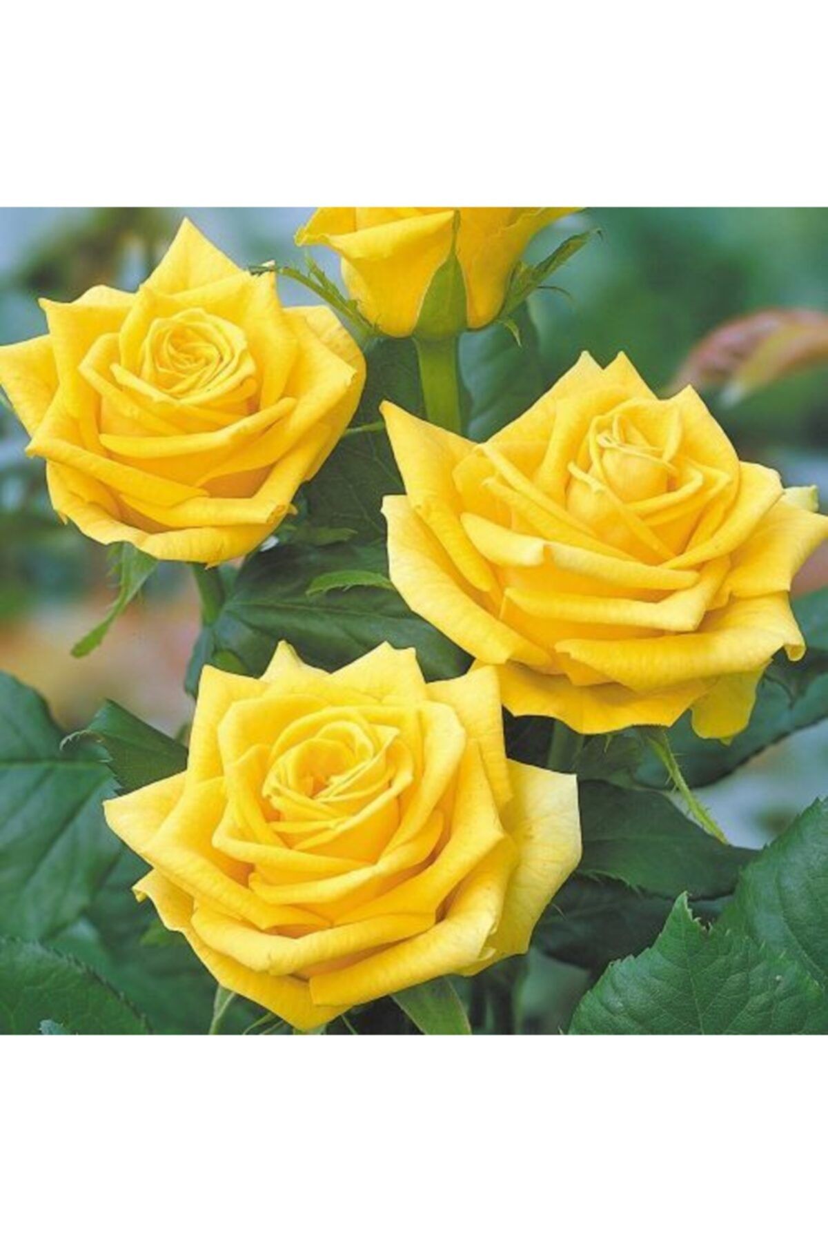 HAN BOTANİK Mumyalı (mumlu) Sarı Renkli Gül Fidanı-4 Mevsim Dikilebilir