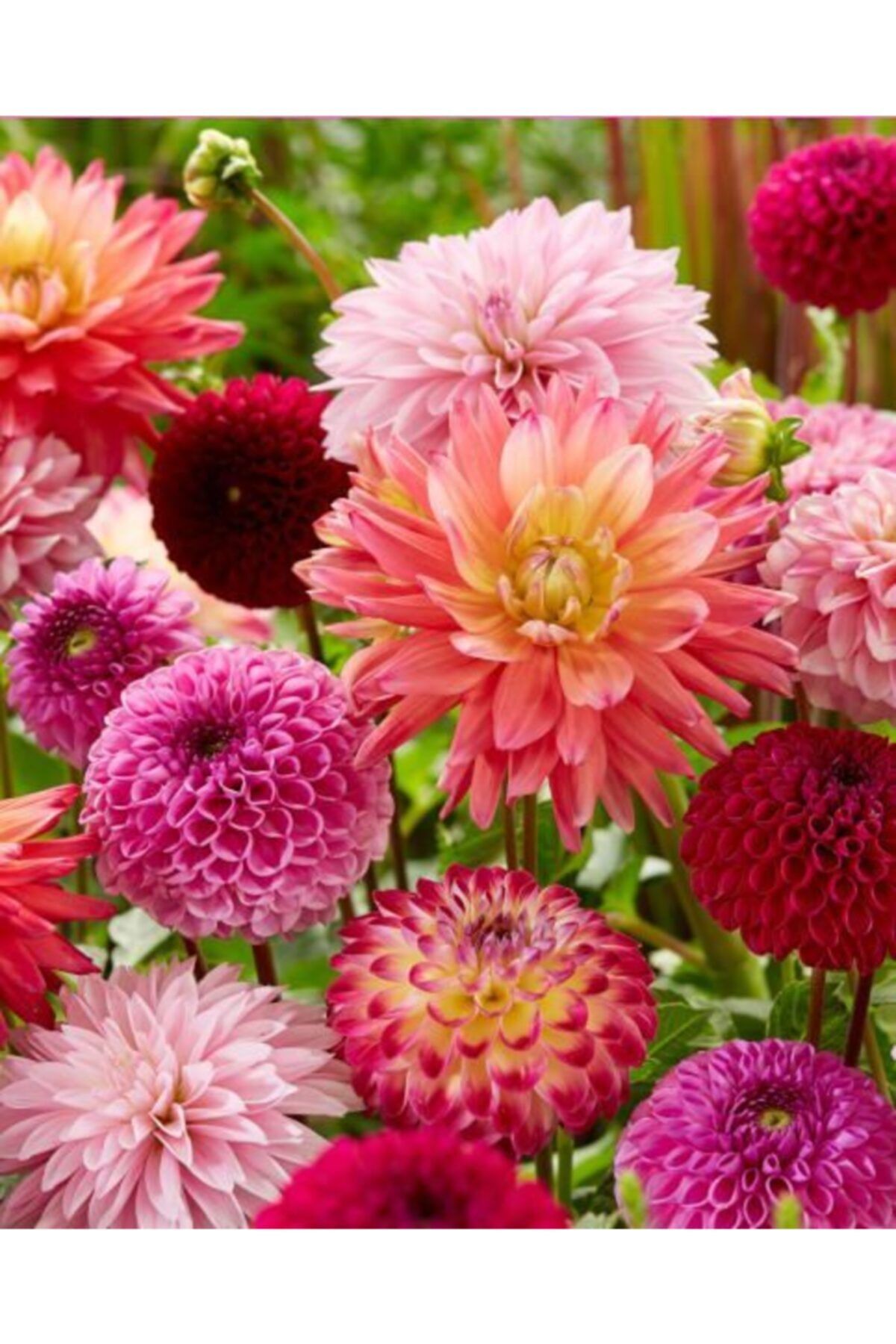 GARDENYA TOHUMCULUK 4 Adet Mix Dahlia (yıldız) Çiçek Soğanı