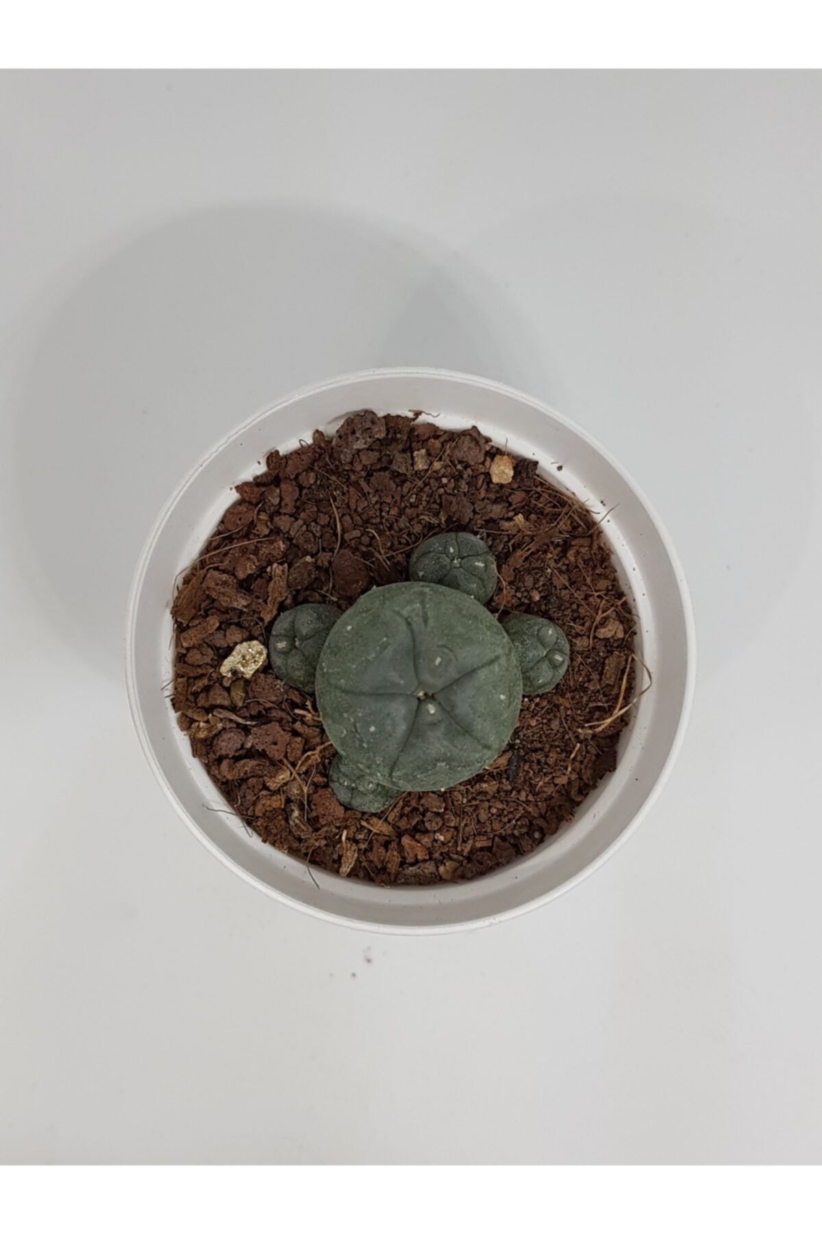 DOĞA BAHÇESİ Lophophora Williamsi (PEYOTE) Kaktüs 5,5cm Saksılı