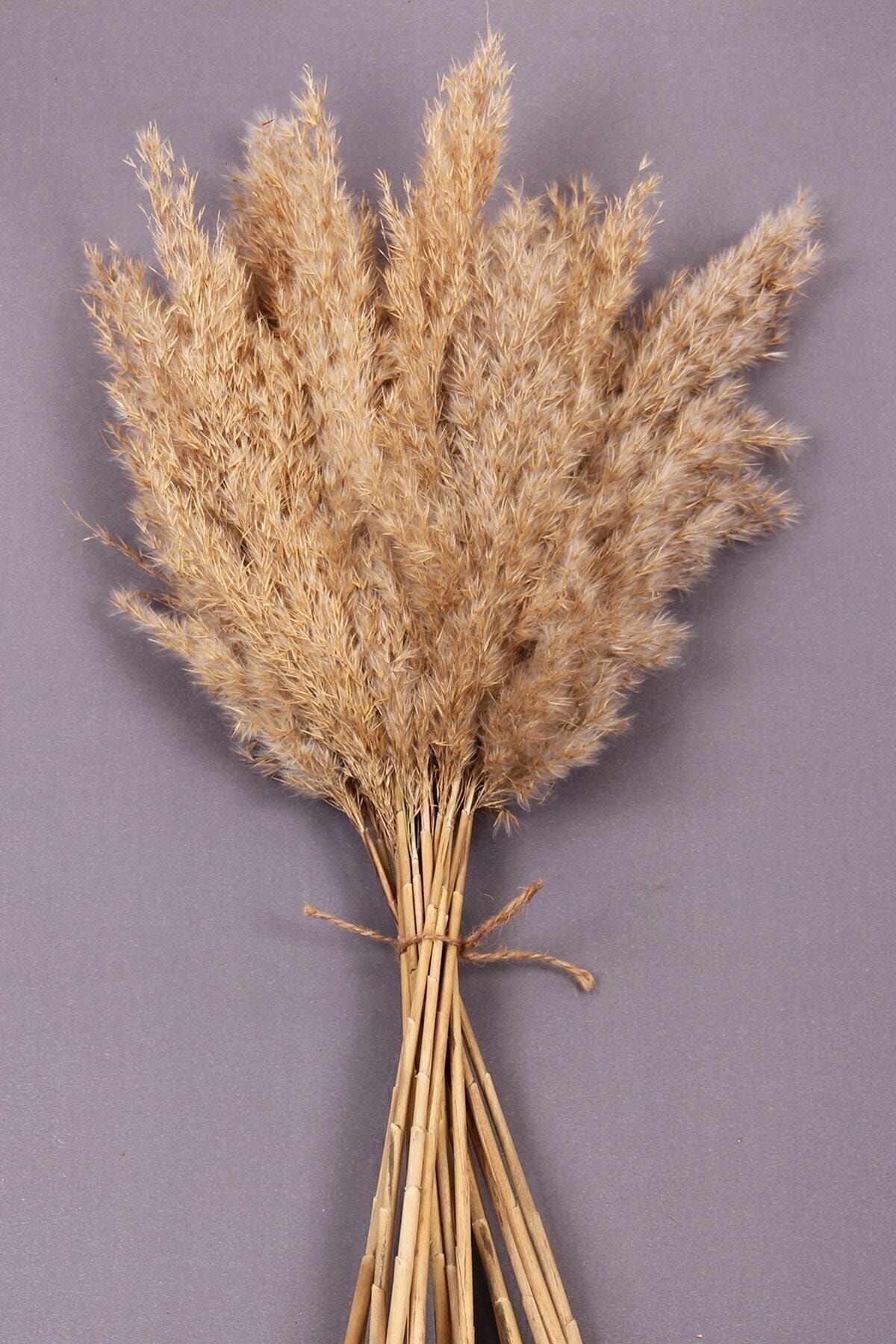 TROYA Naturel Kuru Çiçek Pampas 15 Adet 100 Cm