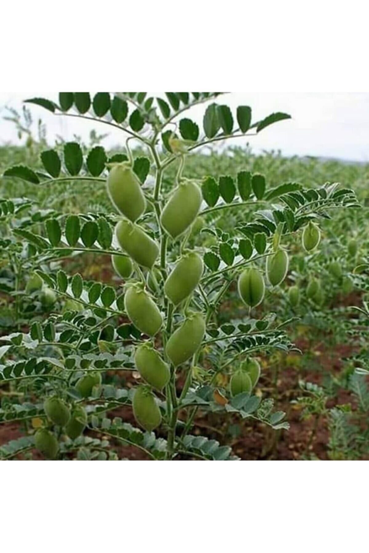 RAÇAM BOTANİK Taze Nohut Tohumu 50 Adet Tohum Yeşil Nohut Tohumu