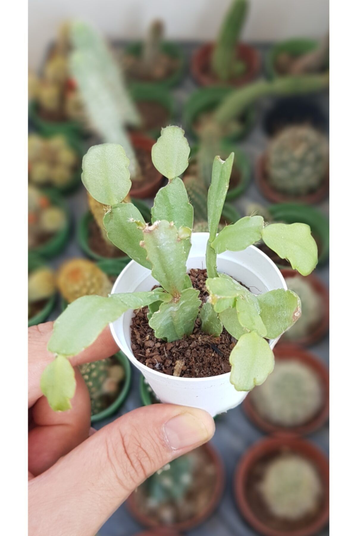 DOĞA BAHÇESİ Schlumbergera Russelliana Kaktüs (PEMBE ÇİÇEK AÇAN) 5,5cm Saksılı