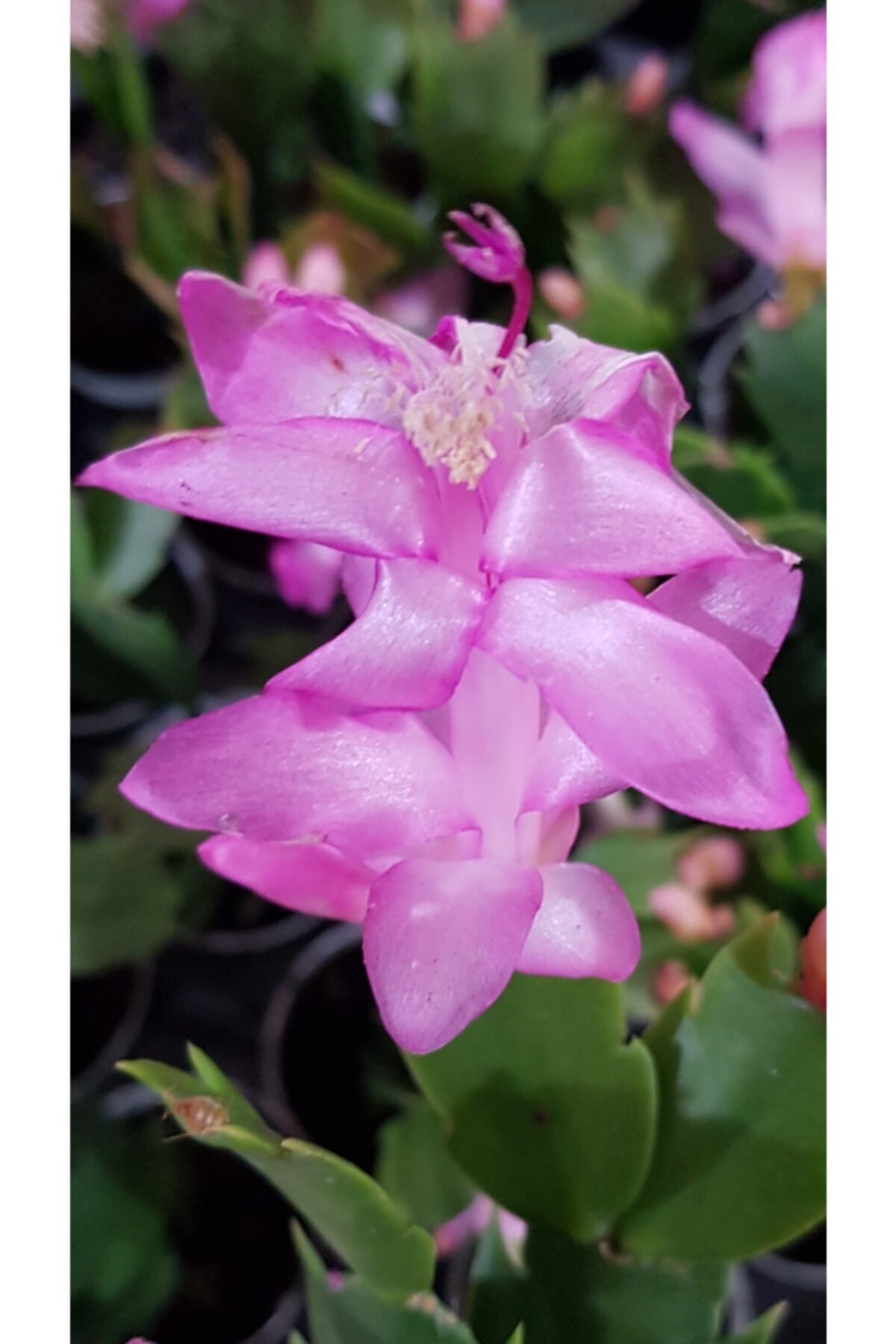 DOĞA BAHÇESİ Schlumbergera Bridgesii Ithal Tür Yılbaşı Kaktüsü Pembe Çiçek Açar 5,5cm Saksılı
