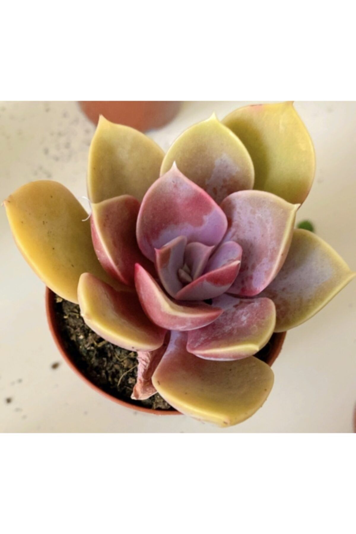 Kaktüs Echeveria Purple Pearl Sukulent