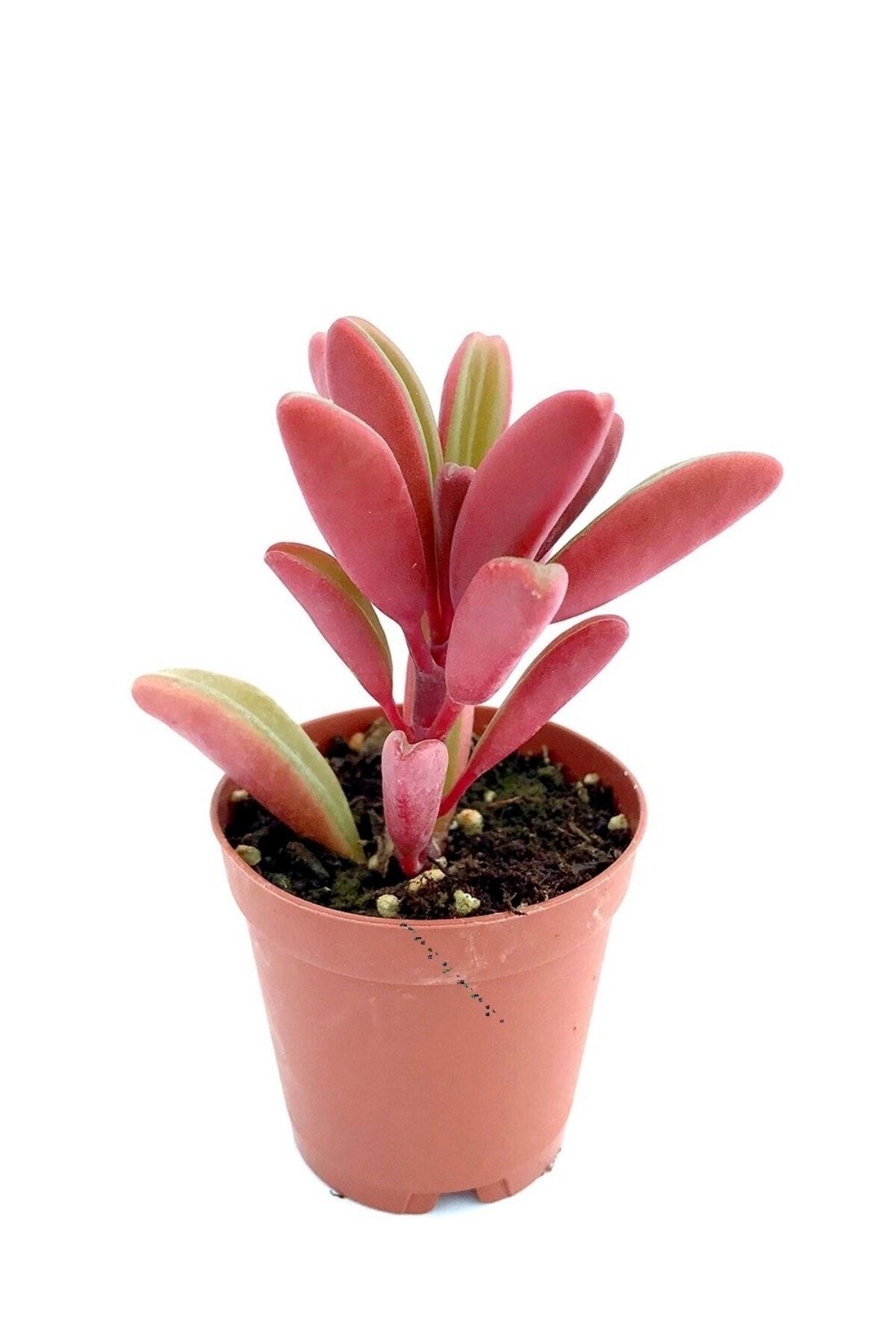 ÇİÇEKFLİX Peperomia Graveolens Kaktus Sukulent 5.5cm Mini Boy