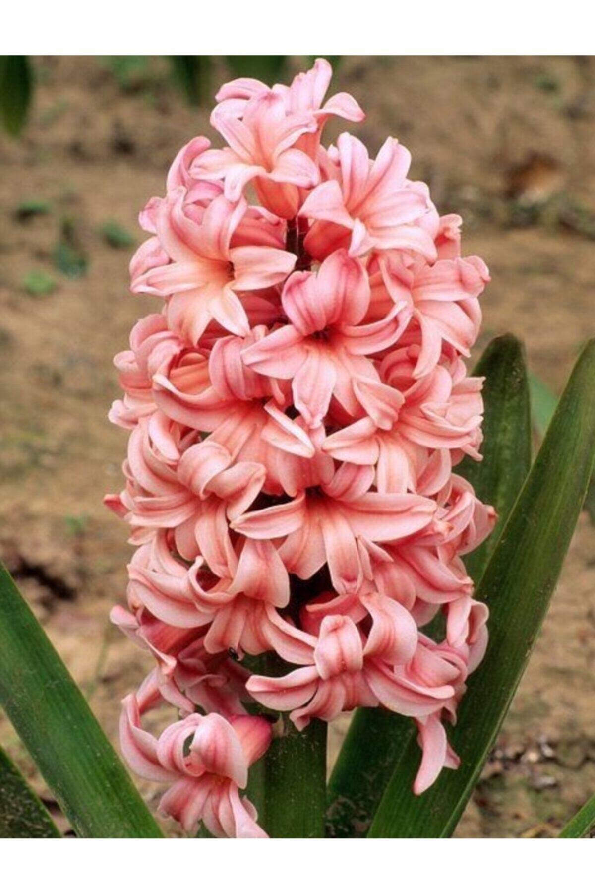 CANBOTANİK 2 Adet Kokulu Yavruağzı Sümbül Çiçek Soğanı