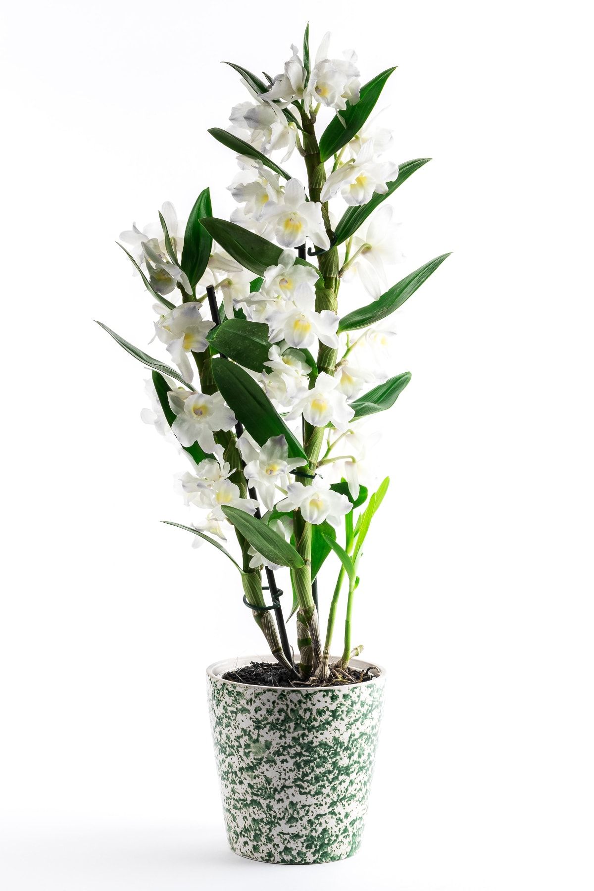 salon çiçekleri Beyaz Orkide Çiçeği Dendrobium