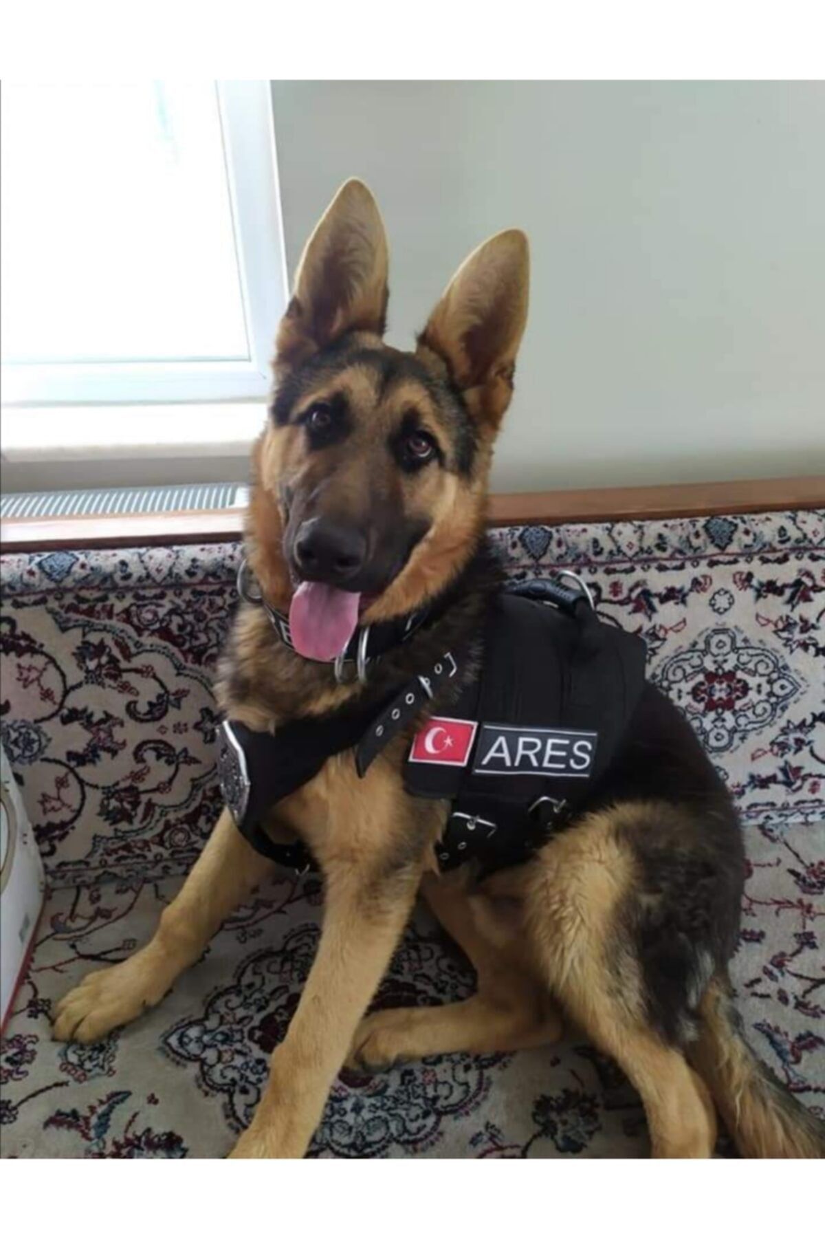 MgTasma K9 Sırt Ve Göğüs Tasması