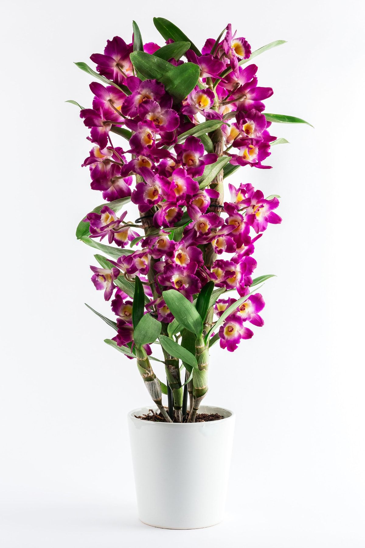 salon çiçekleri Mor Orkide Çiçeği Dendrobium