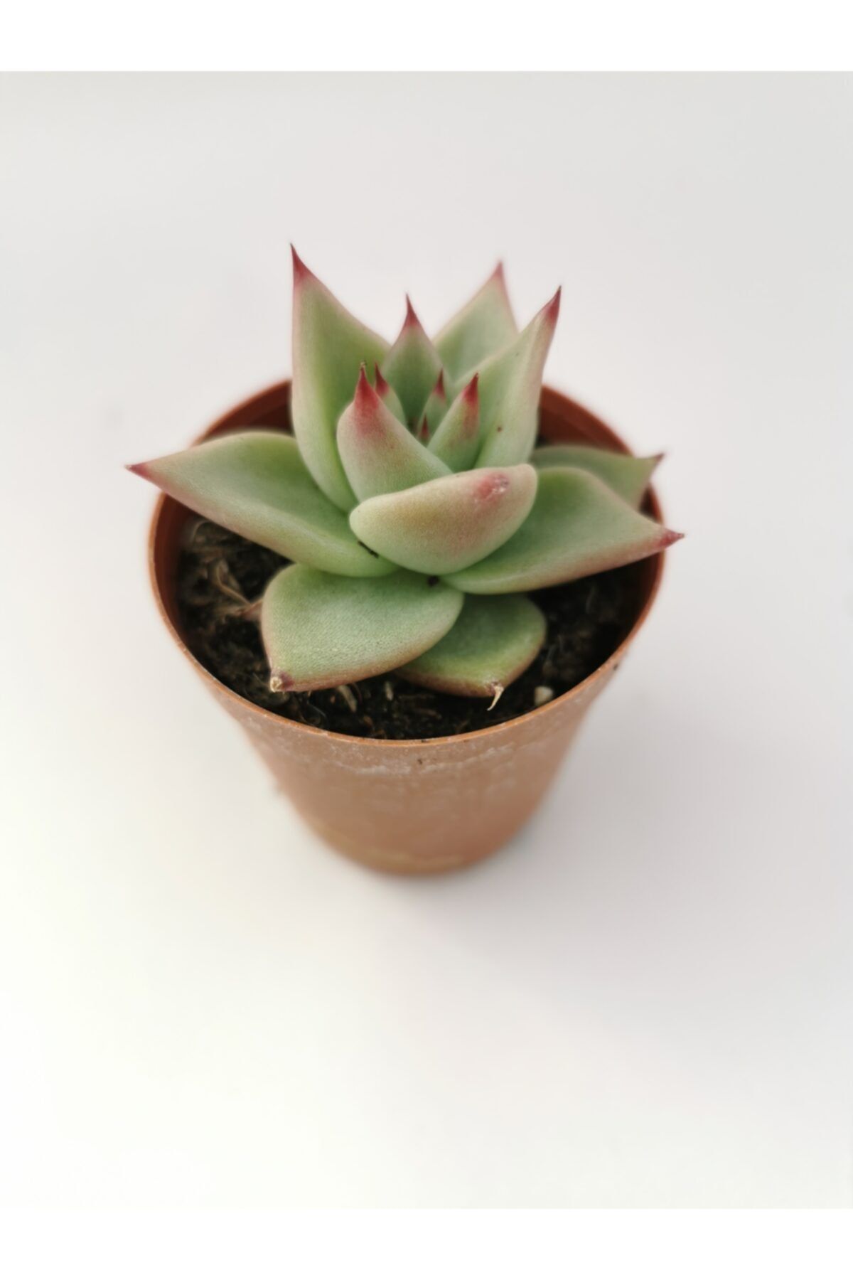 Gulen botanik Echeveria Agavodies
