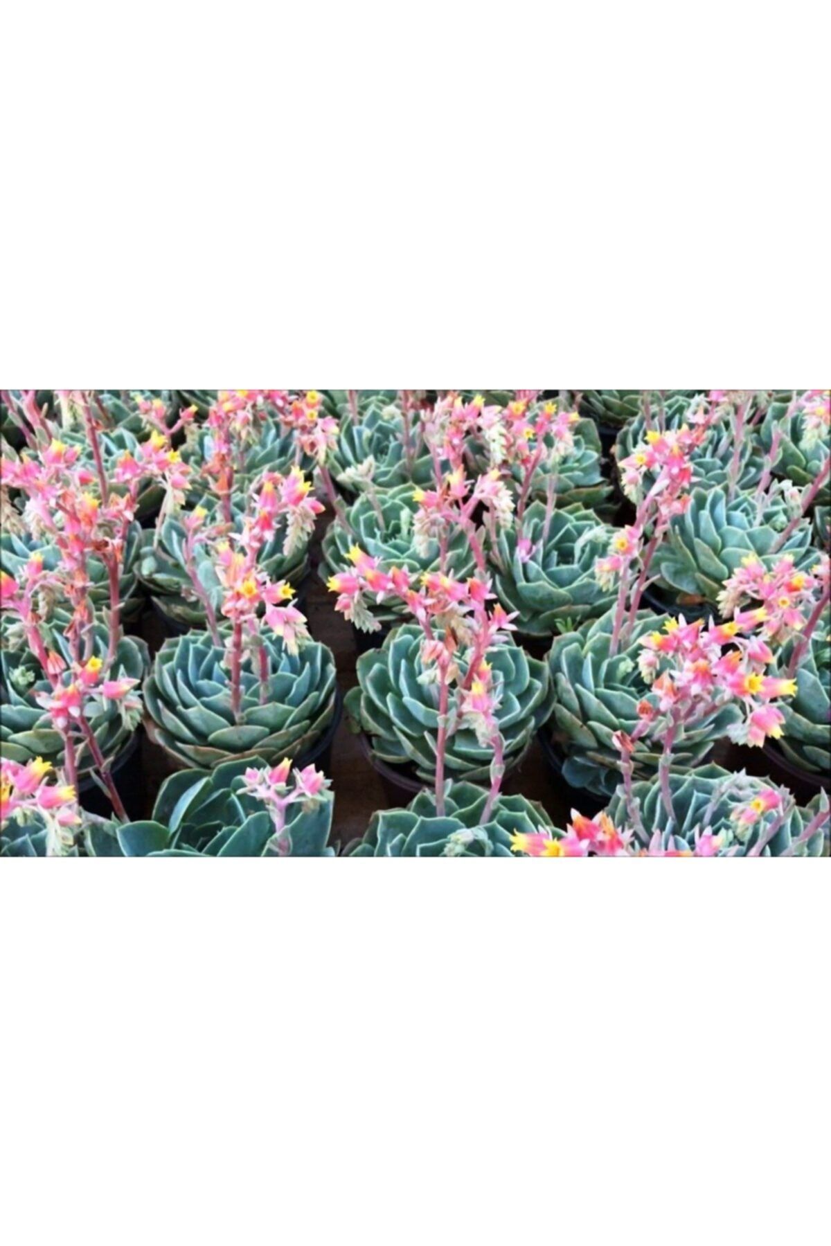 Mevsim Fidancılık Aşkın Gözyaşları Çiçeği, Ekeverya, ( 20 Cm Lik Saksıda) (echeveria)