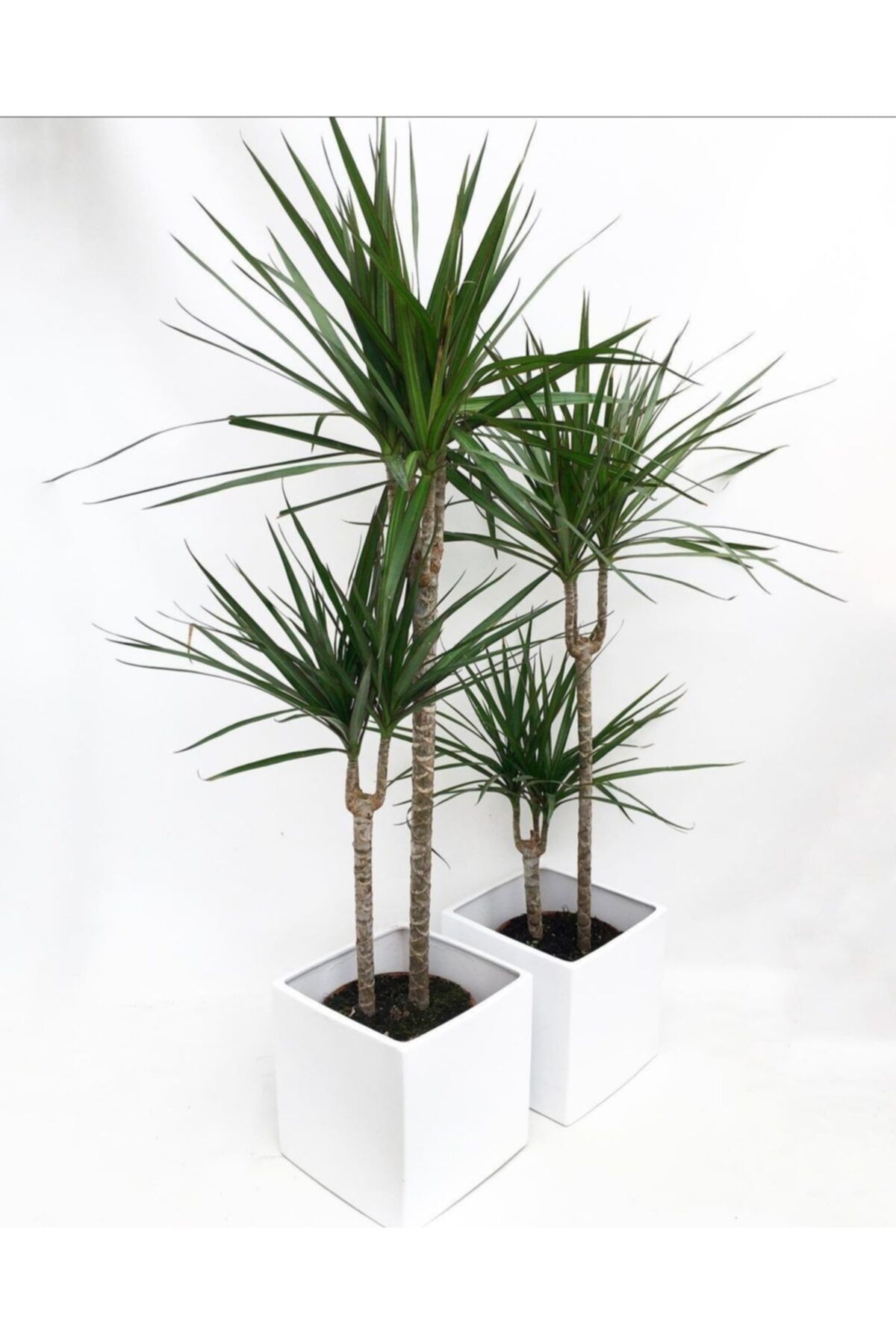 Çiçek Dracena Marginata
