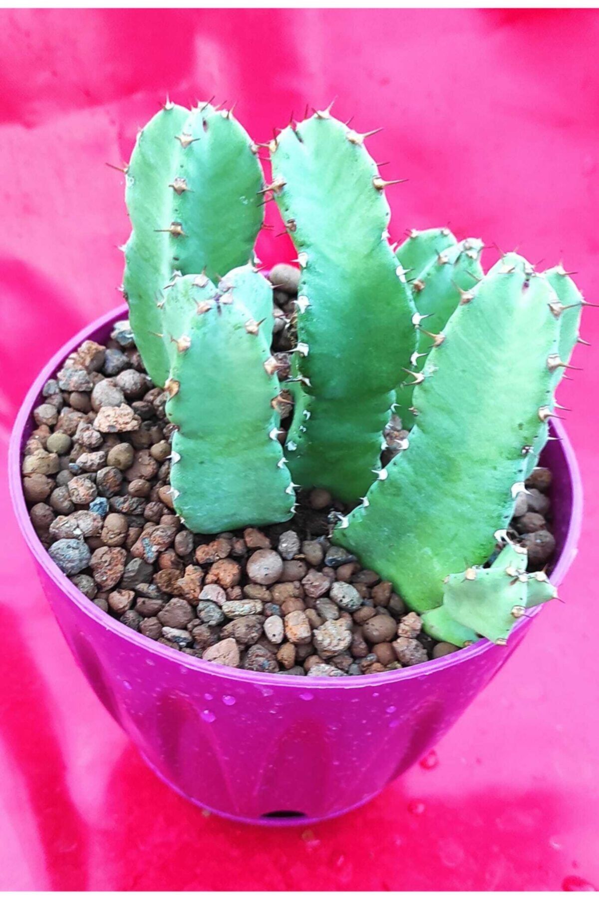 Pagoda Euphorbia Resinifera-14 Cm Sak-ref 21g/ş56