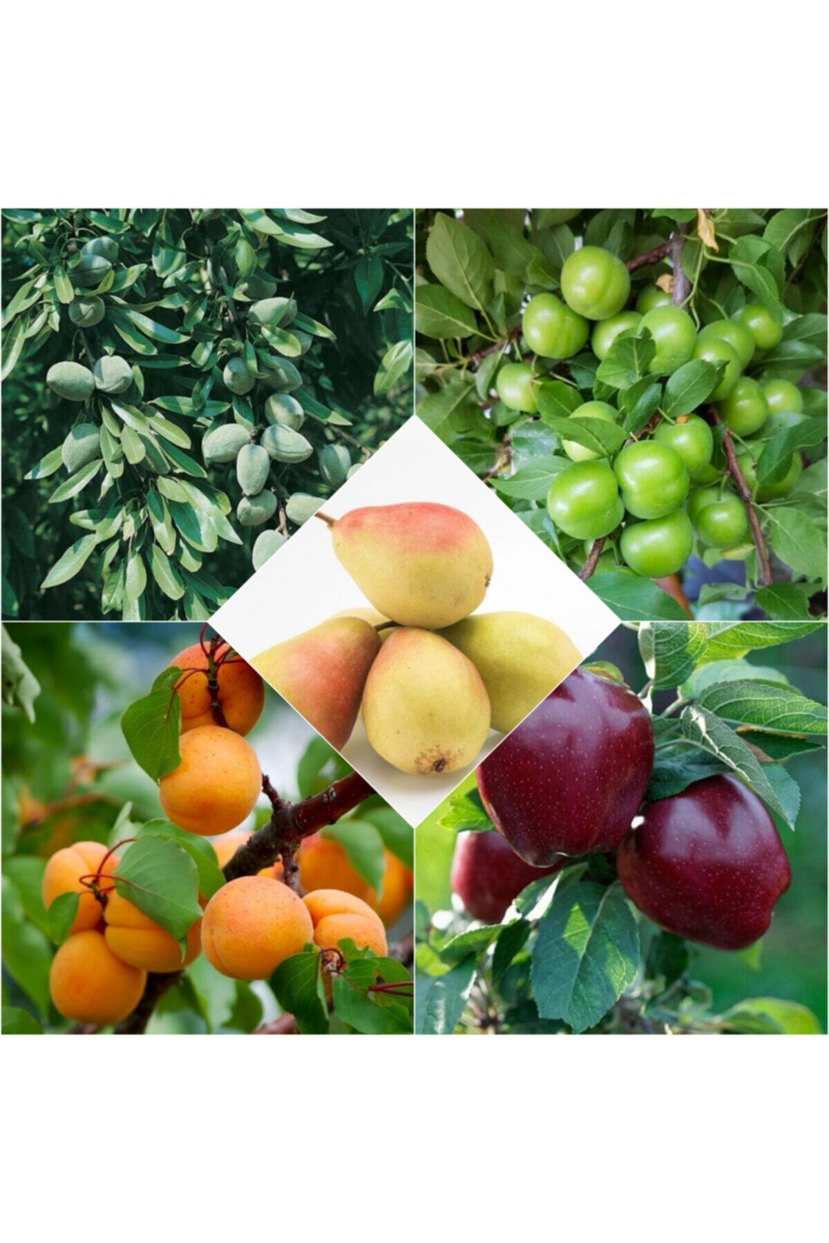 KaradağFidancılık 5 Çeşit Karışık Meyve Fidanları ( Badem ,erik ,kayısı , Kırmızı Elma, Armut )