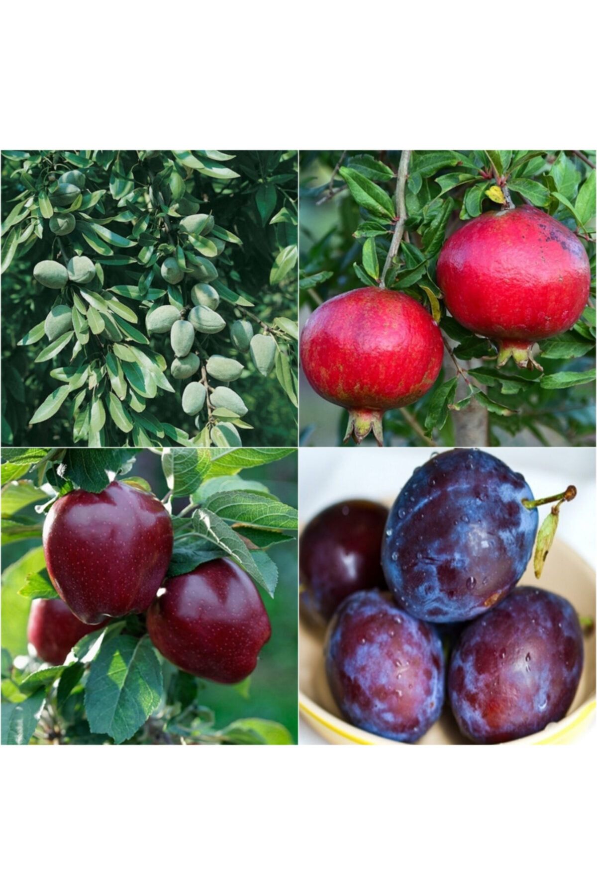 KaradağFidancılık 4 Çeşit Karışık Meyve Fidanları ( Badem, Nar , Kırmızı Elma ,kara Erik )