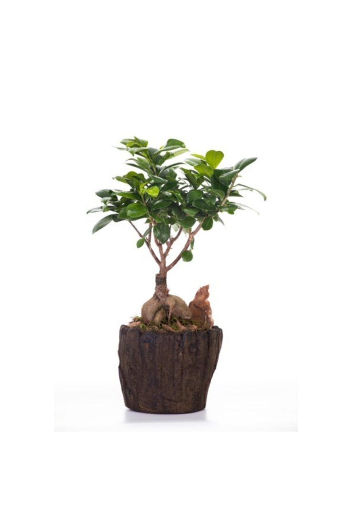 OPİA FLOWERS Ficus Ginseng Bonsai - Beton Saksıda Canlı Çiçek