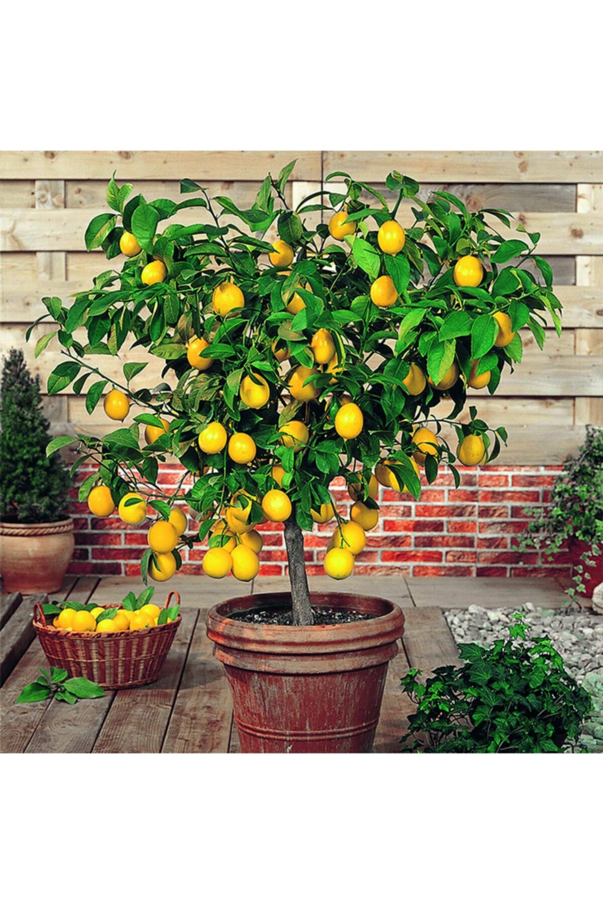 akrantarım Bodur Limon Fidanı Aşılı, Tüplü