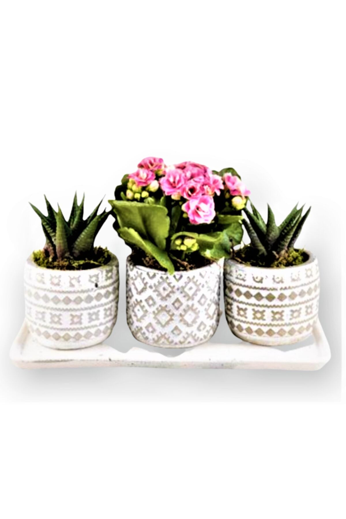 OPİA FLOWERS Kalanchoe Ve Haworthia Limifolia - Üçlü Set Beton Saksıda Canlı Çiçek