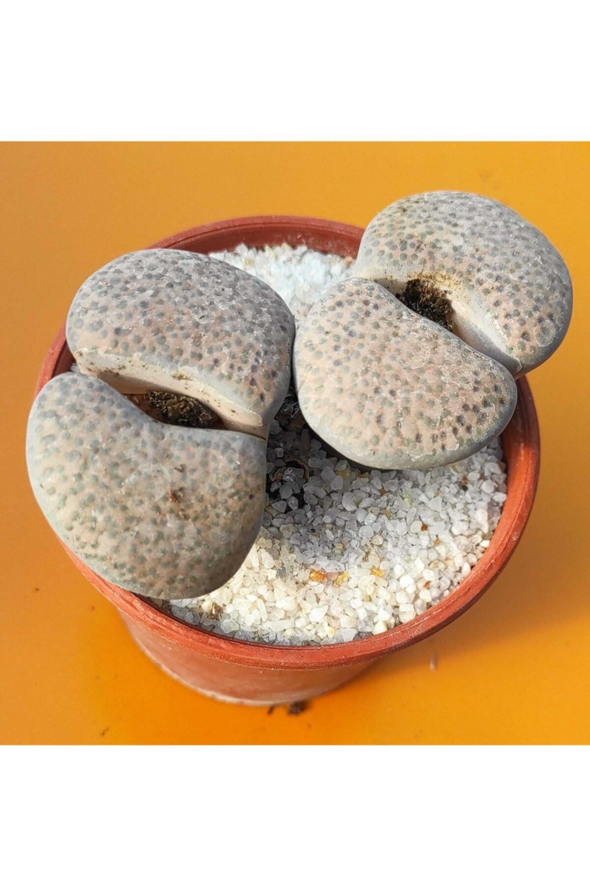 Pagoda Lithops-8.5 Cm Saksı-ref 19c/u39