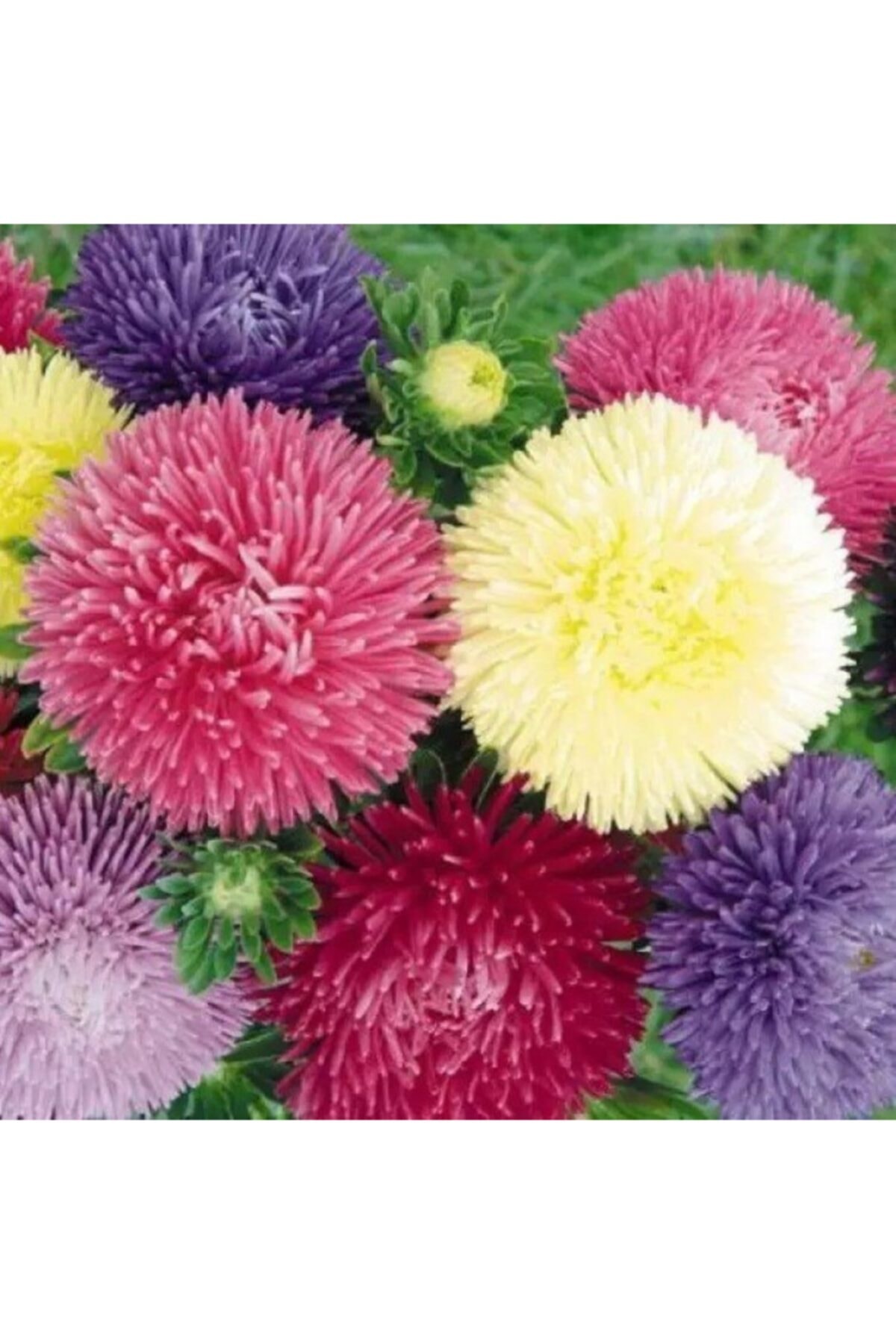 Farmer Life Karışık Pompon Aster Papatya (saray Patı) Çiçeği Tohumu