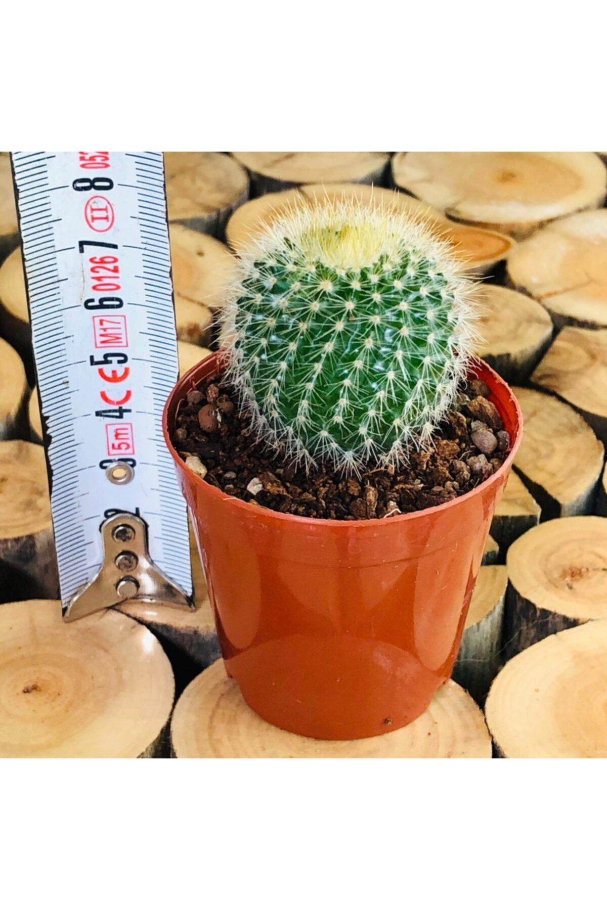 Özen Çiçekçilik Notocactus Leninghausii Altın Sarı Dikenli Top Kaktüs