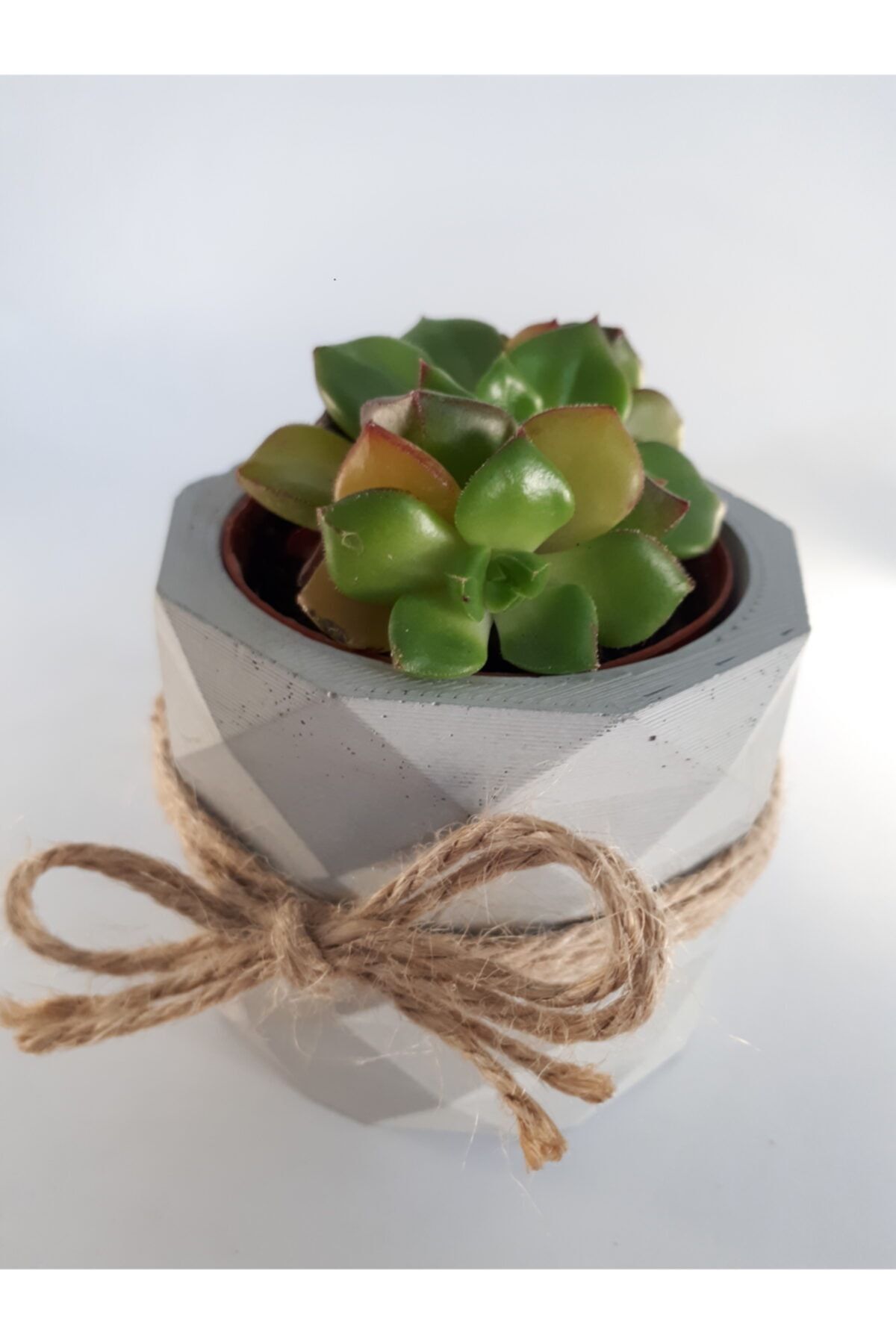 My Succulent Sedeveria Letizia Çoklu Ekim Skulent
