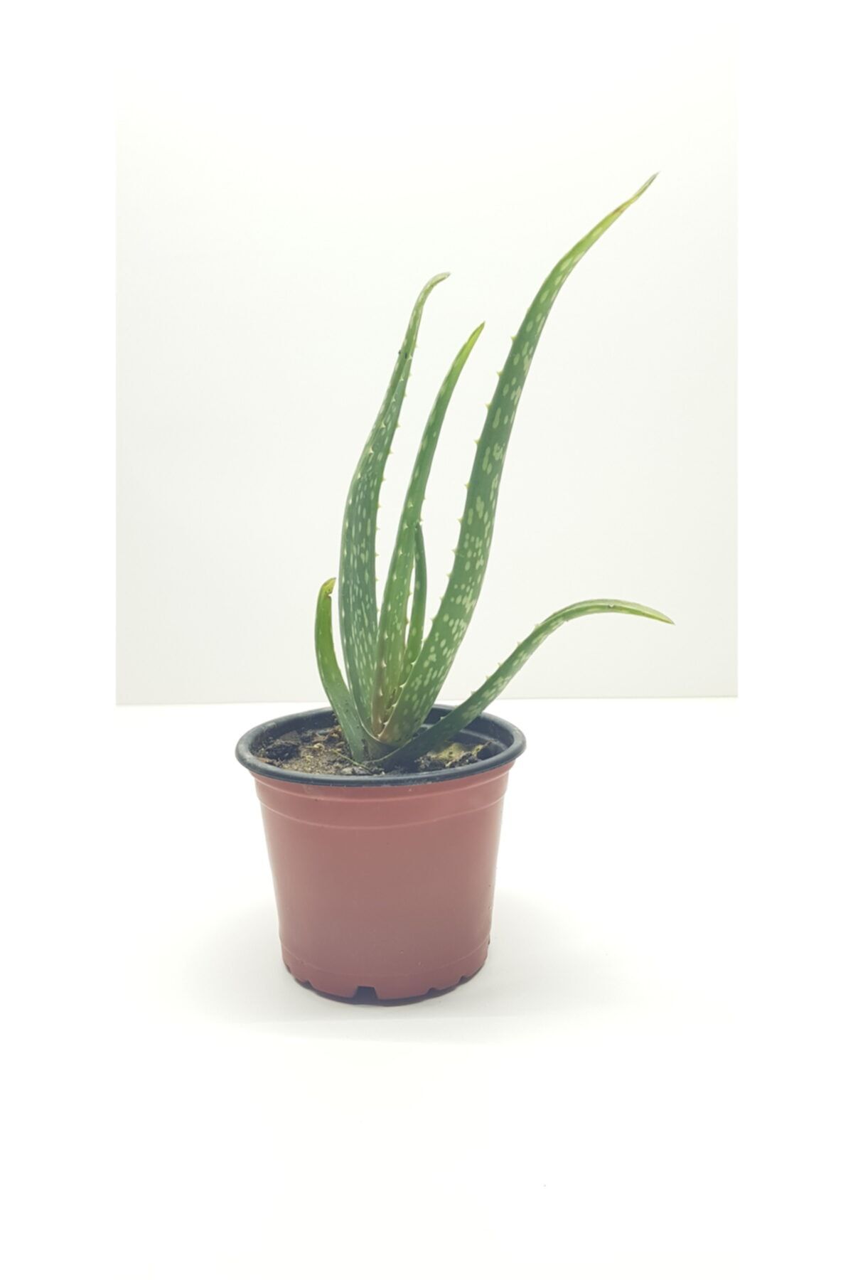 burmet Aloe Vera Bitkisi 10 cm Saksıda
