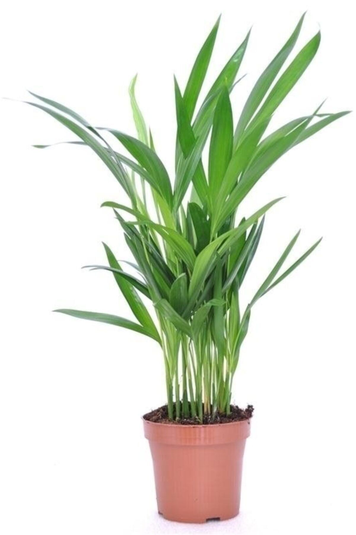 peyzaj burada online bahce market areka palmiyesi ic mekan bitkileri bahce areca dypsis lutescens 30 35 cm fiyati yorumlari trendyol