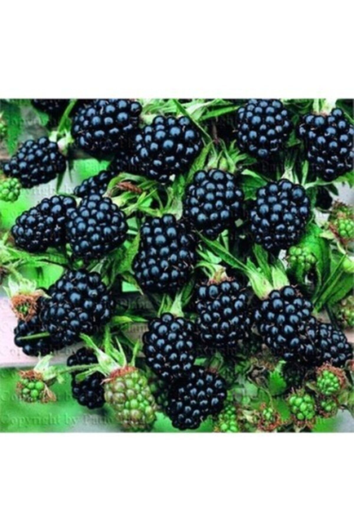 FİTAŞ FİDANCILIK Jumbo Böğürtlen Fidanı