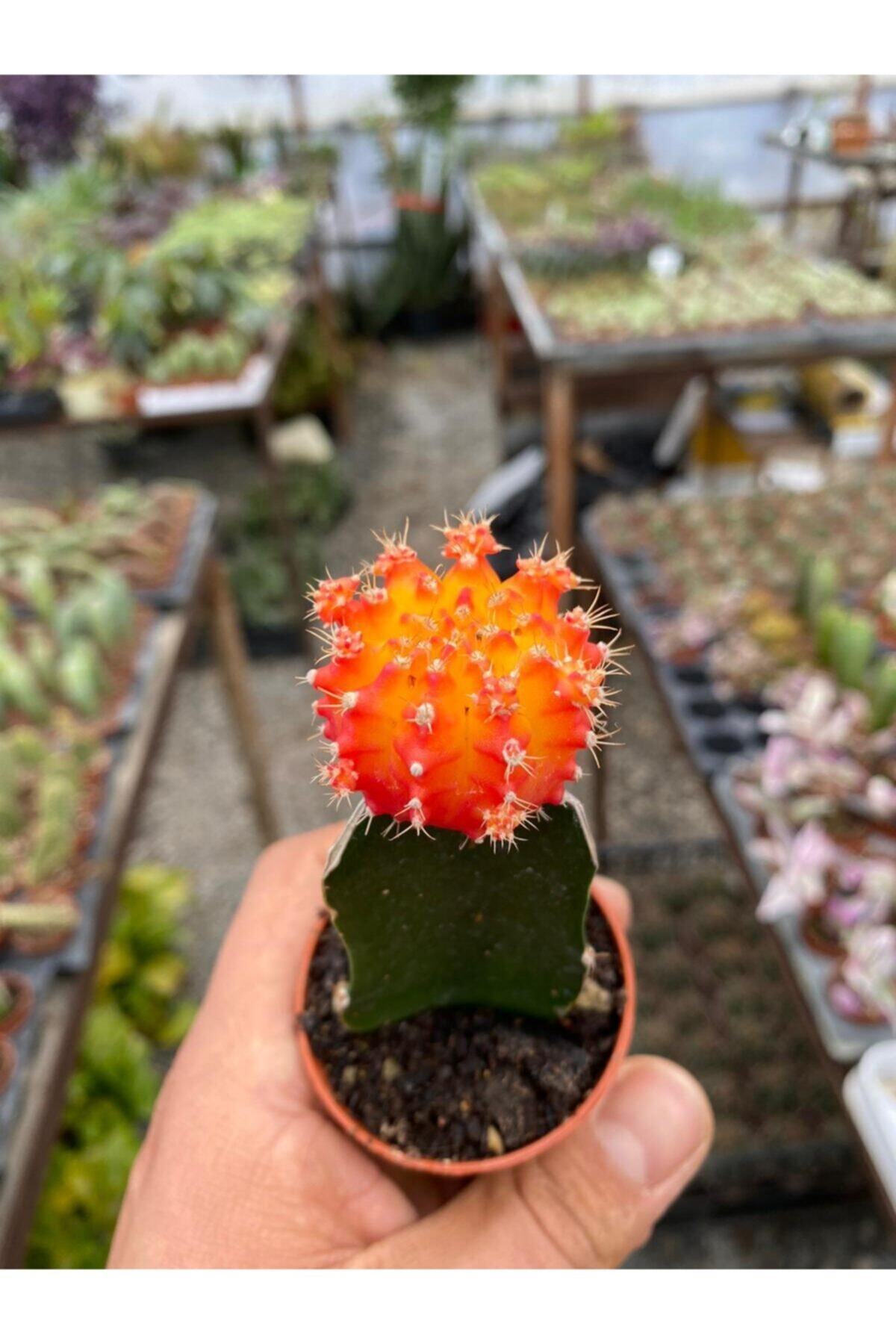 Mina Gymnocalycium Mihanovichii Aşılı Kaktüs Turuncu