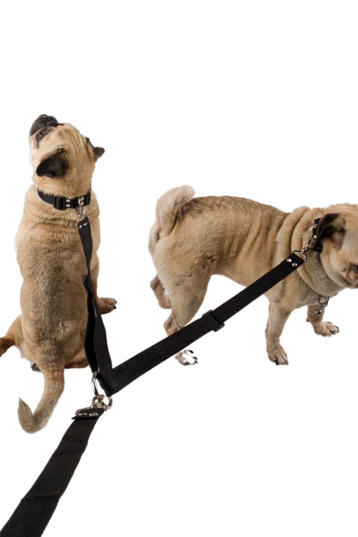 Evene Köpek Gezdirme Tasması Ayarlanabilir Boyun Göğüs Tasma Siyah