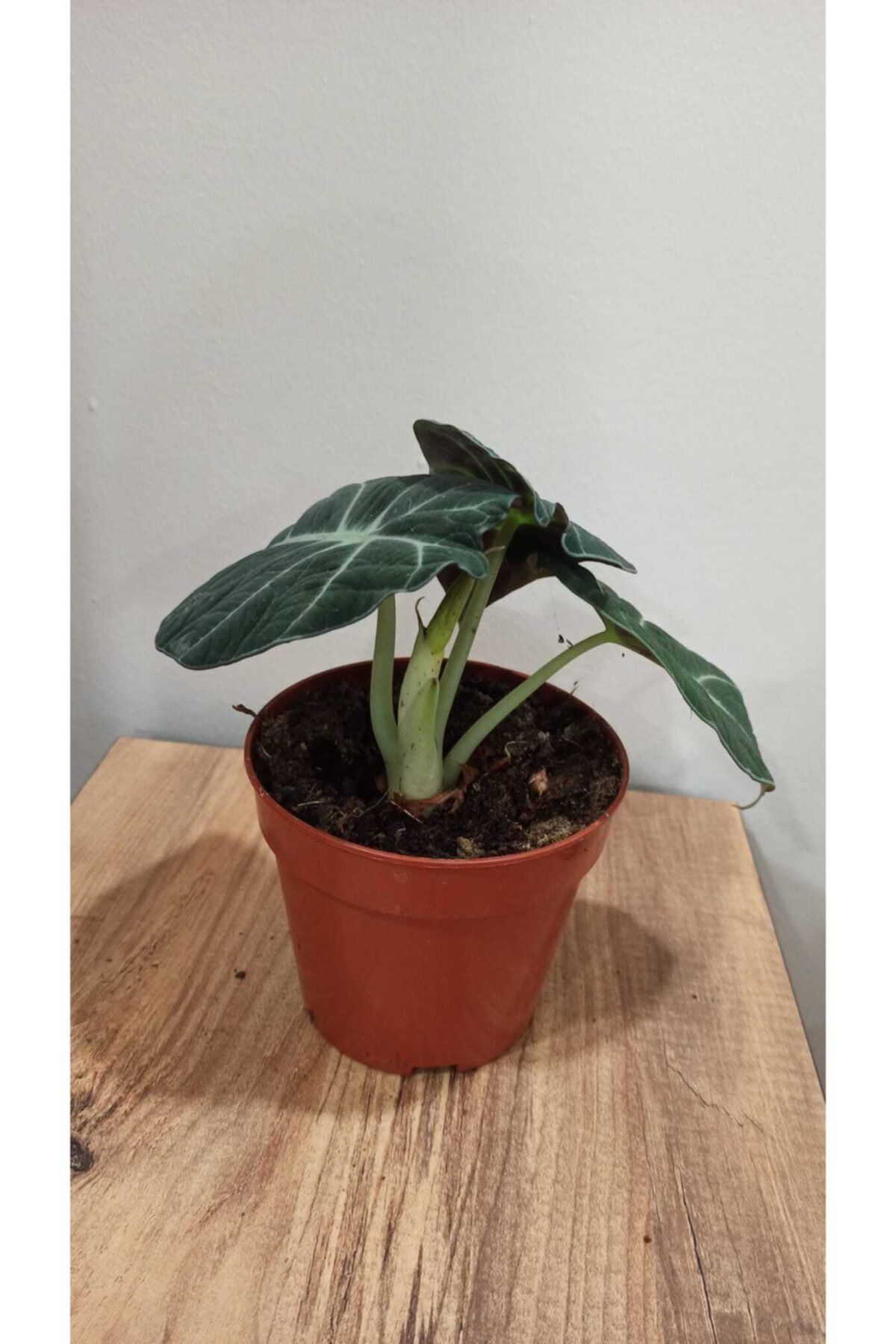 Gülden sukulent Alocasia Black Velvet