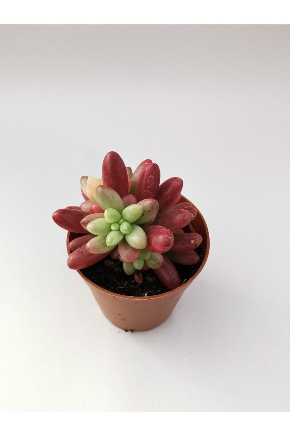 Gulen botanik Sedum Rubrotinctum \