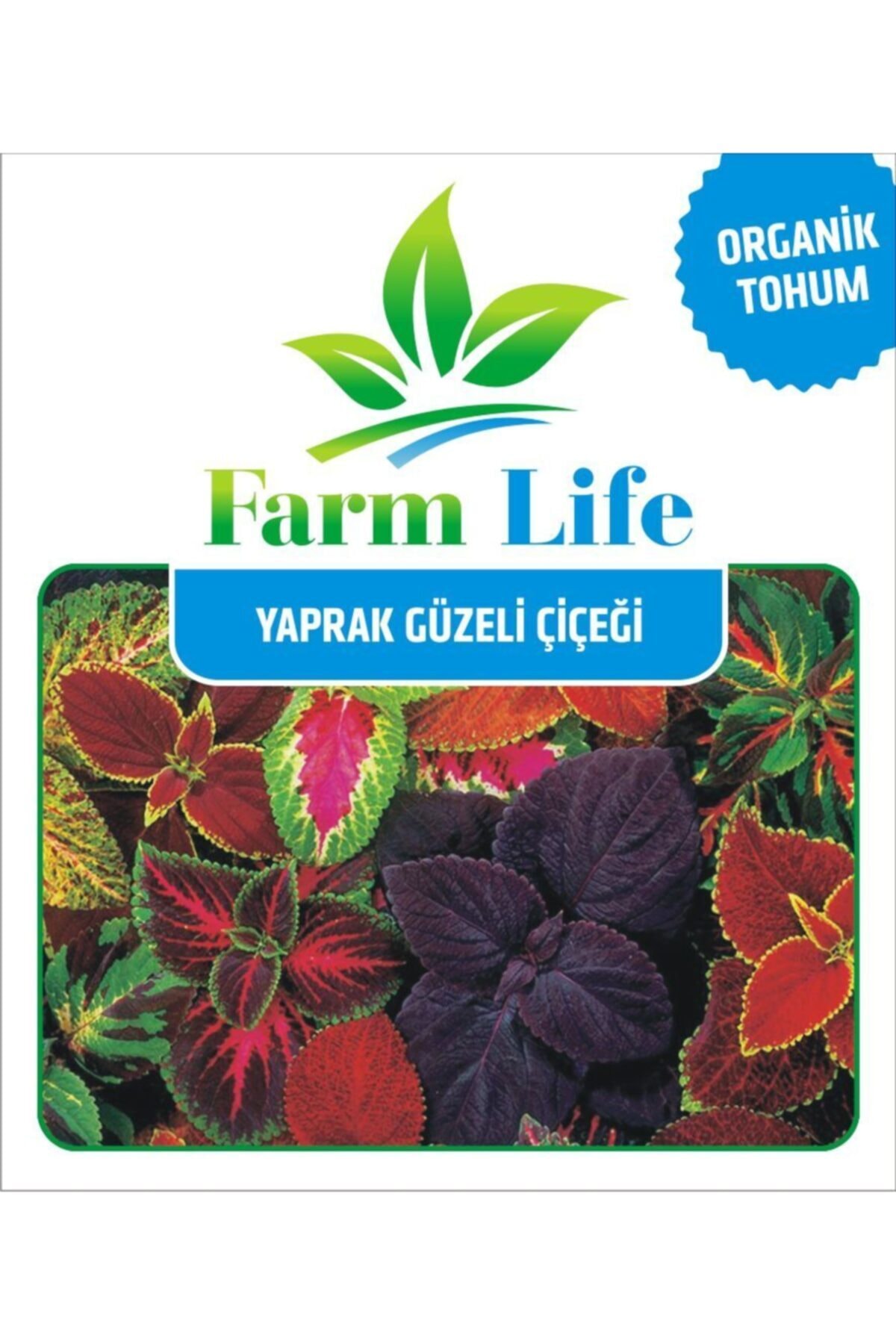 Farmer Life Karışık Renkli Yaprak Güzeli Çiçeği Tohumu