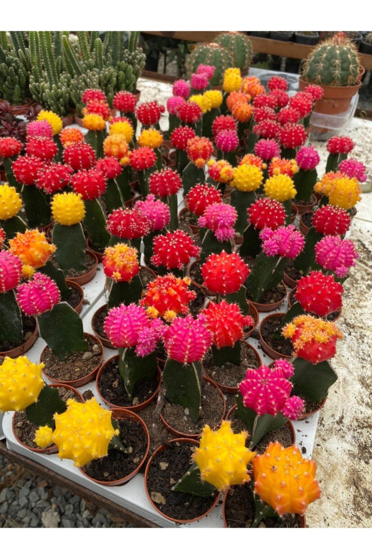 Mina Gymnocalycium Mihanovichii Aşılı Kaktüs Pembe