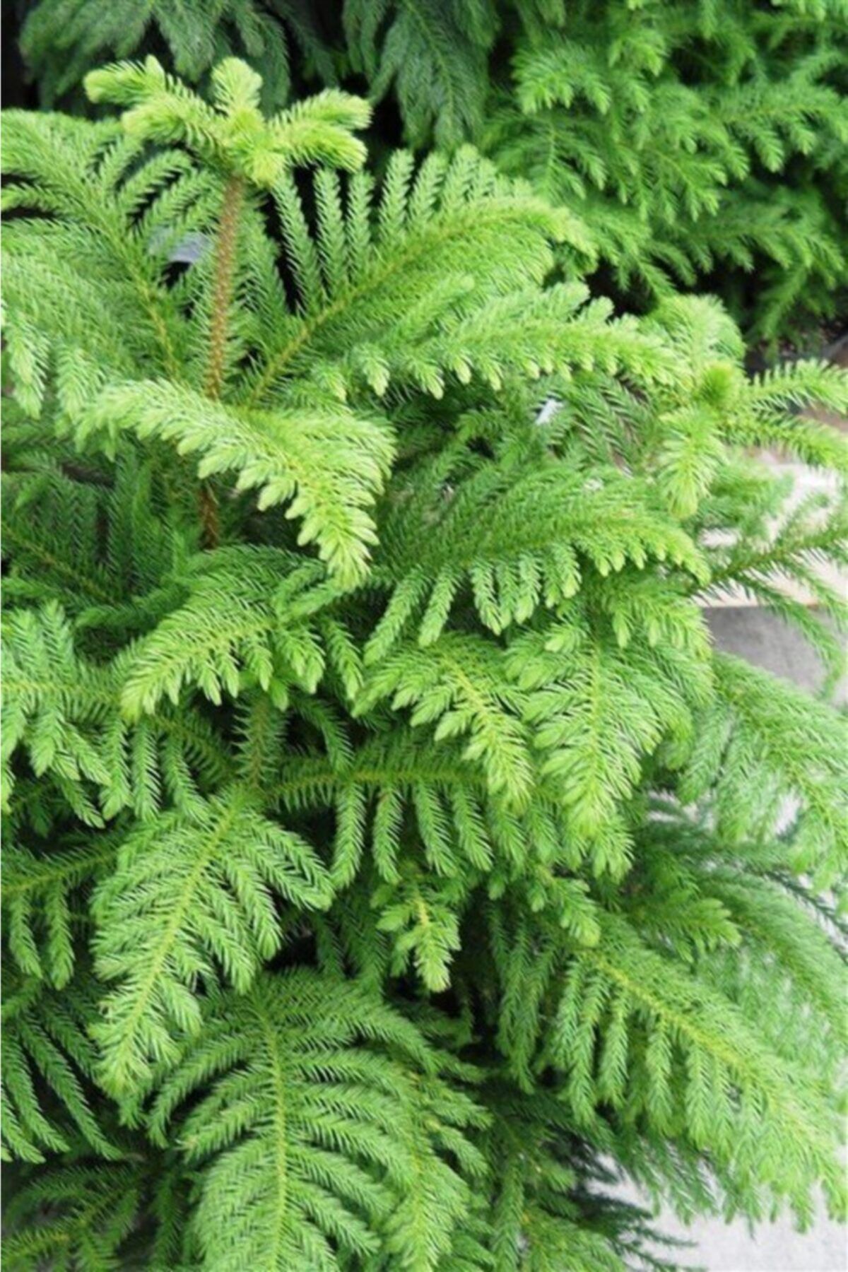 Mevsim Fidancılık Saklısı Arokarya Salon Çamı ( 10 Cm Lik Saksıda) Araucaria Heterophylla - Arokarya Salon Çamı