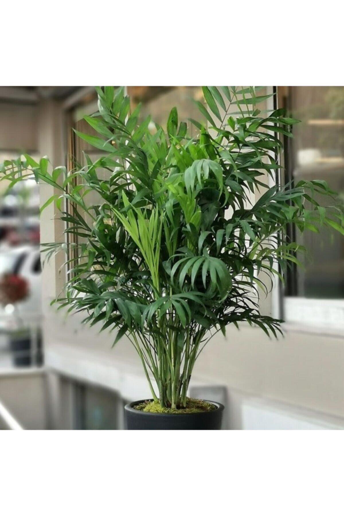 Mevsim Fidancılık Saksılı Ithal Dağ Palmiyesi Bitkisi ( 10 Cm Lik Saksıda- Boyu 25-35 Cm ) (chamaedorea Elegans)