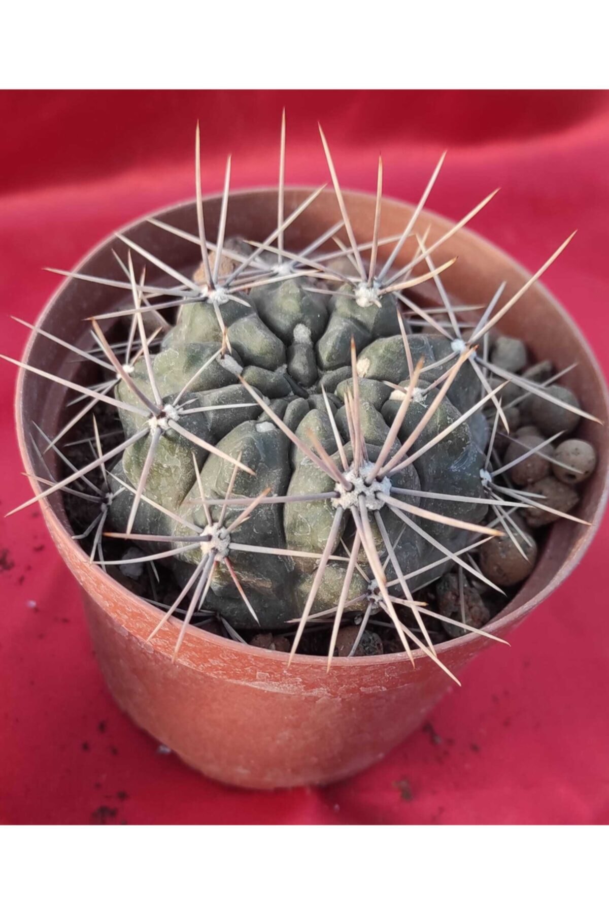 Pagoda Gymnocalycium-8.5 Cm Saksı-ref 19e/s38