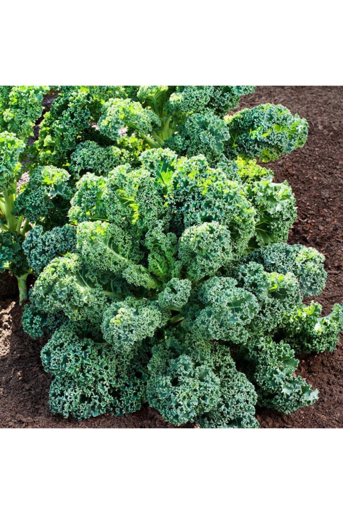 Farmer Life Kıvırcık Lahana (curly Kale) Tohumu