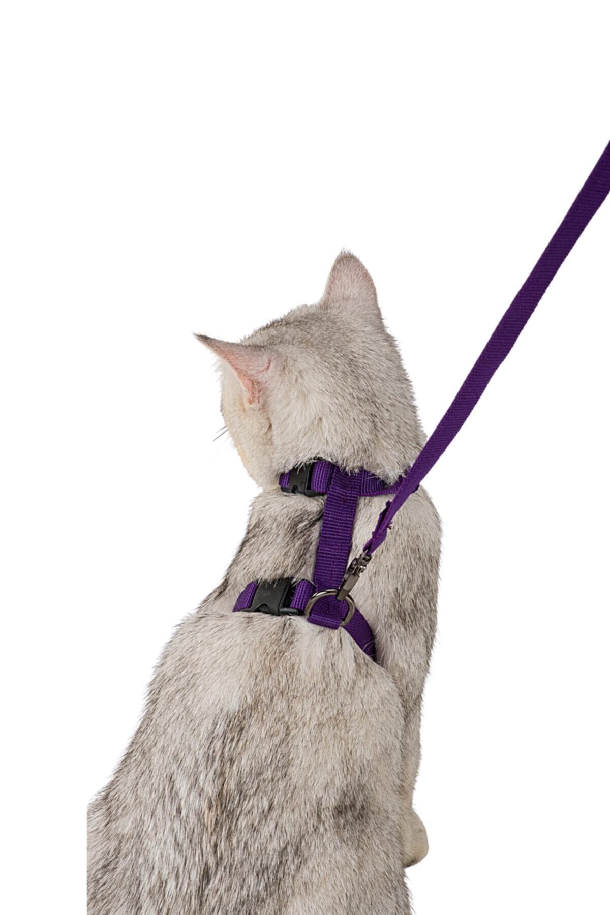 Evene Kedi Tasması Kedi Gögüs Bel Ayarlanabilir Tasma Mor