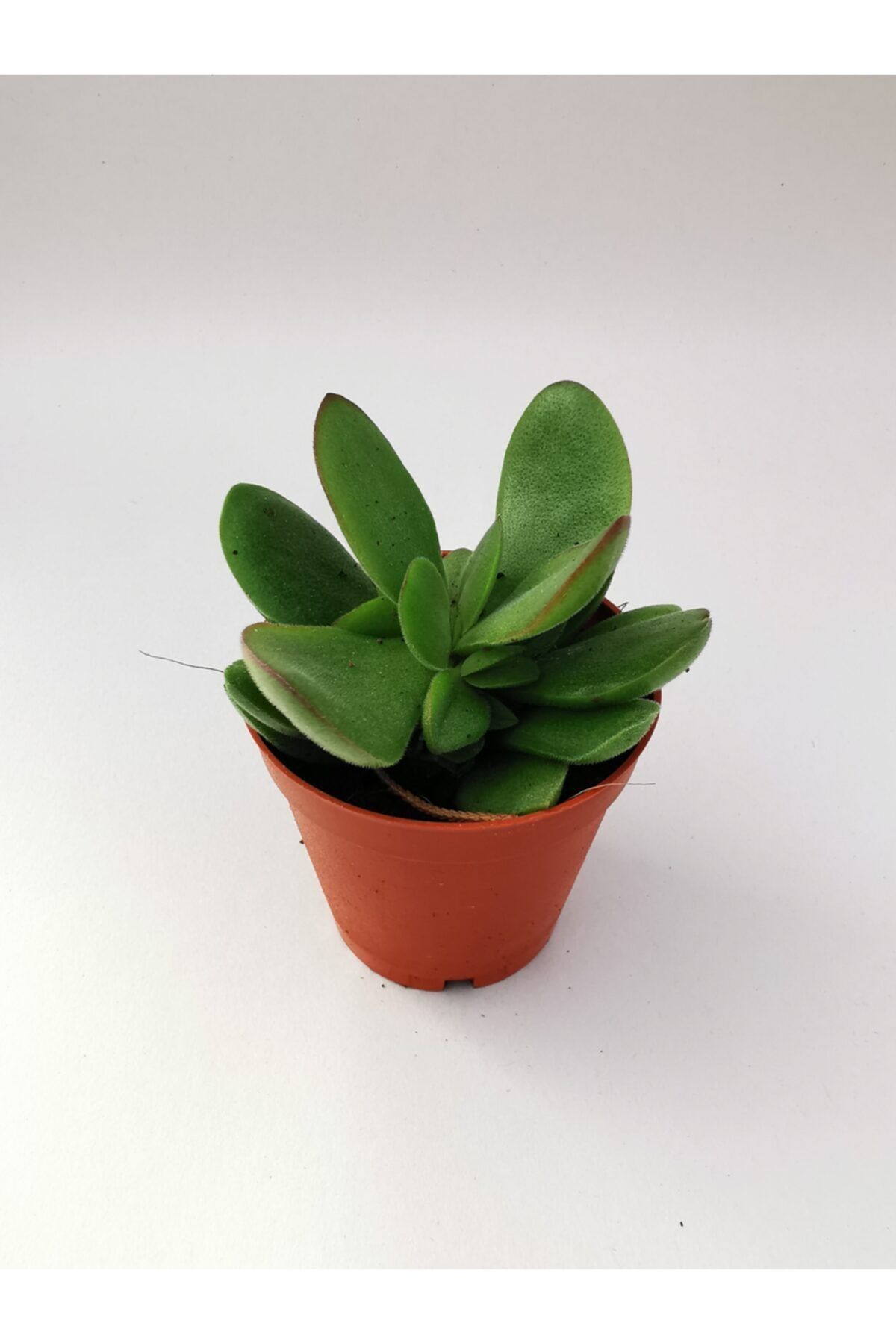 Gulen botanik Crasula Ovata Sunset \