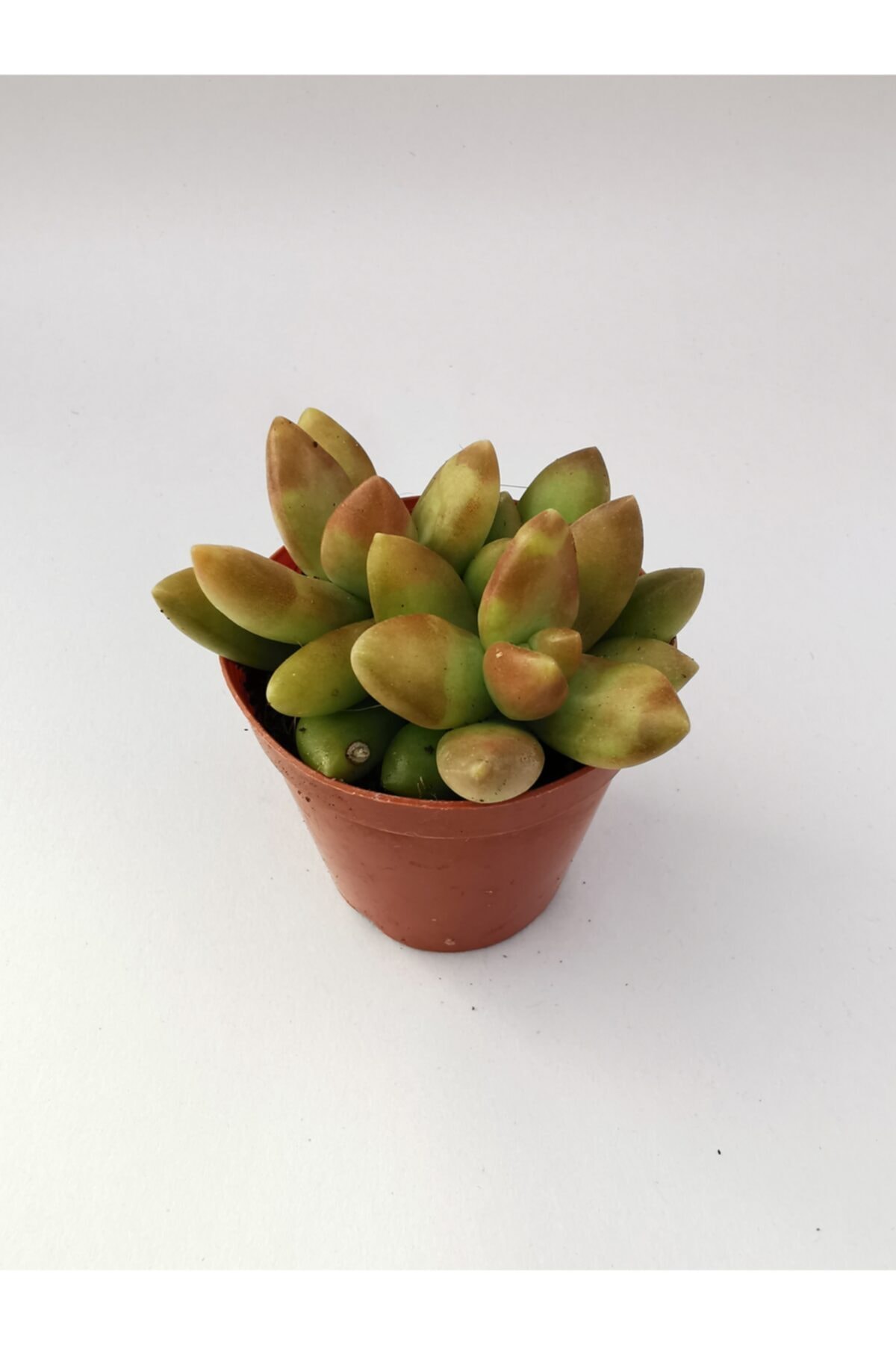 Gulen botanik Echeveria Sukulent