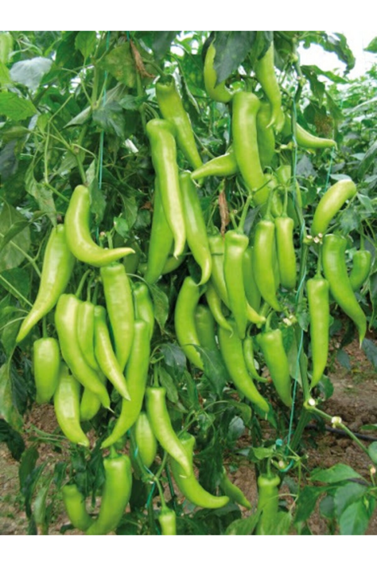 Farmer Life Yediveren Çarliston Biber Tohumu 1000 Adet Tohum
