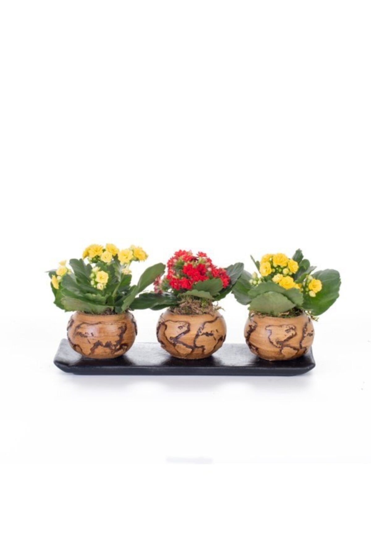 OPİA FLOWERS Kalanchoe - Beton Saksıda Canlı Çiçek
