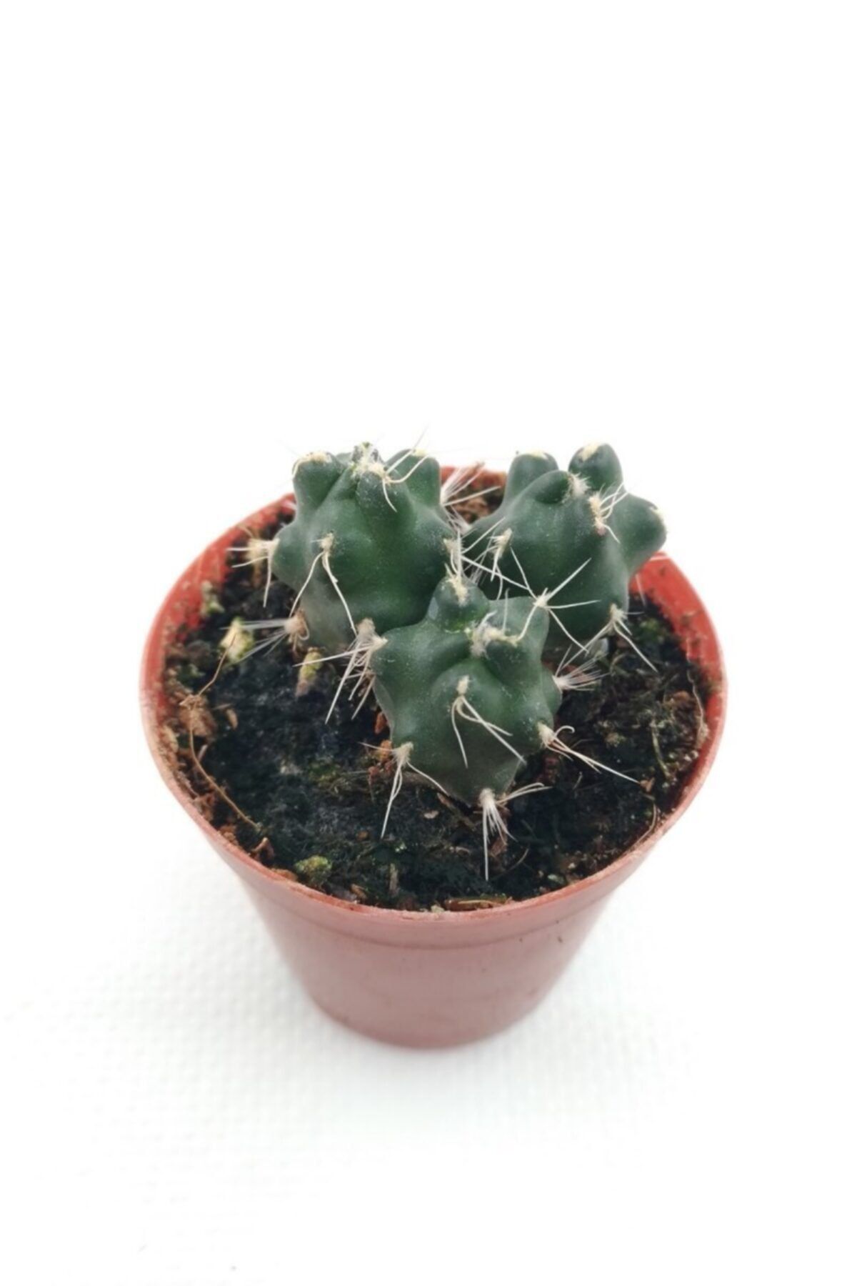 kaktuskent Puna Subterranea - 5.5 Cm Saksı